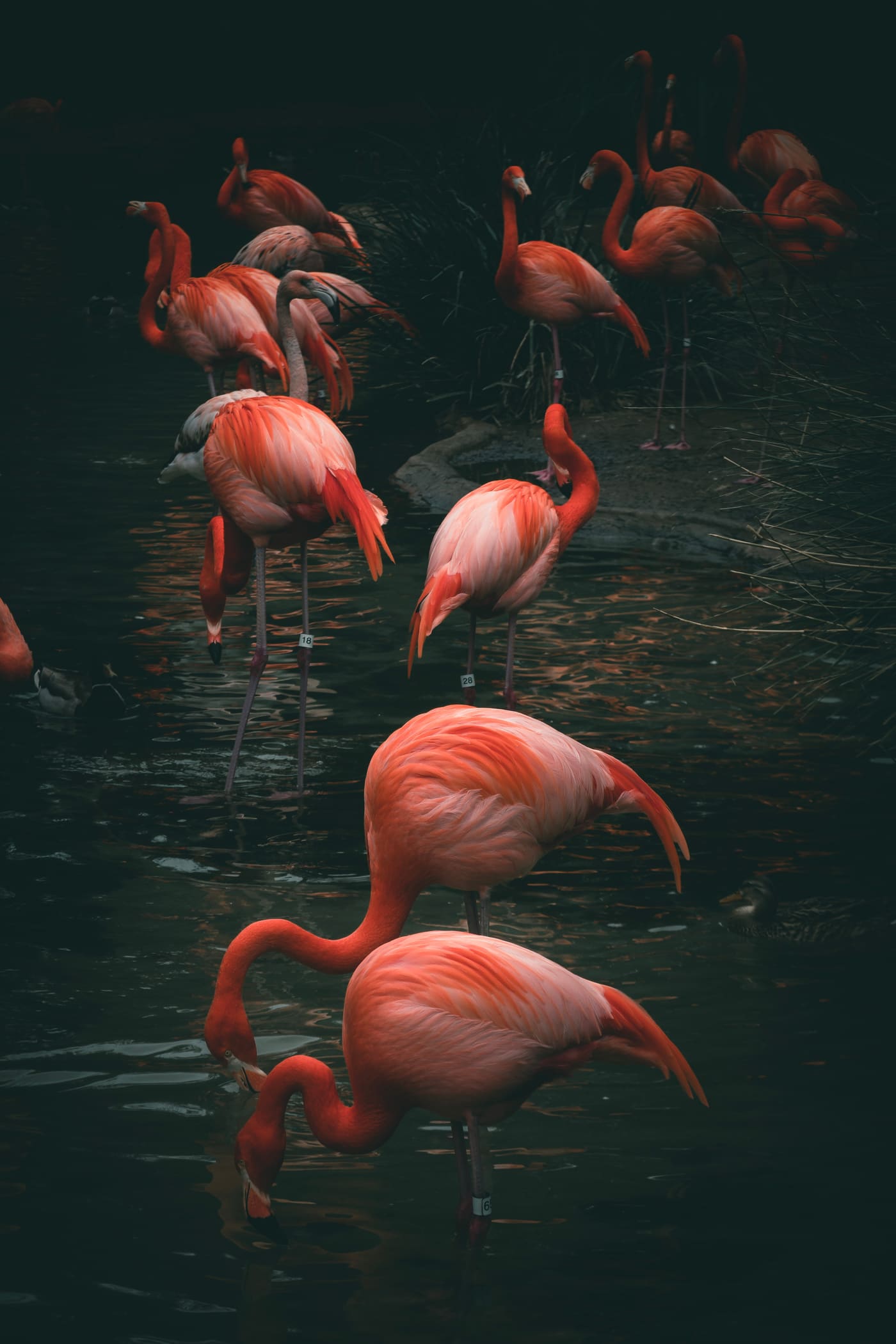 A flock of coral-pink flamingos wading through near-black water, their curved necks catching low light.