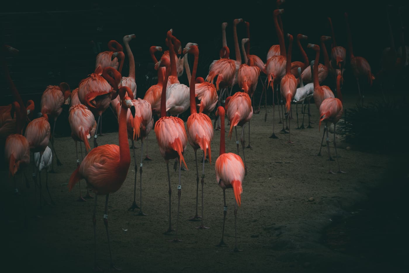 A dense flock of pink flamingos standing on pale sand against deep shadow, necks curved and heads tucked low.
