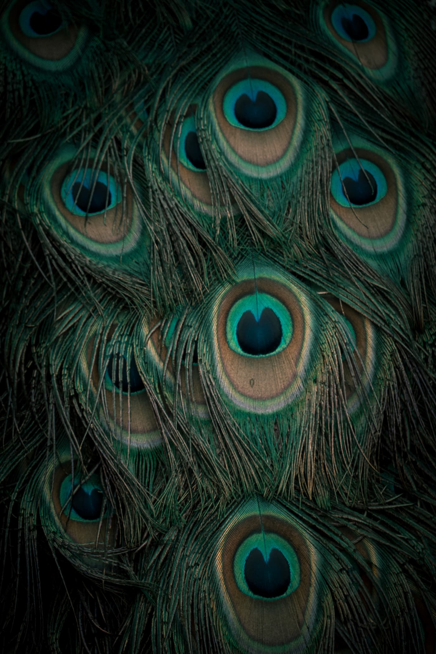 Close-up of overlapping peacock tail feathers, their blue-green eyespots glowing against dark barbs.