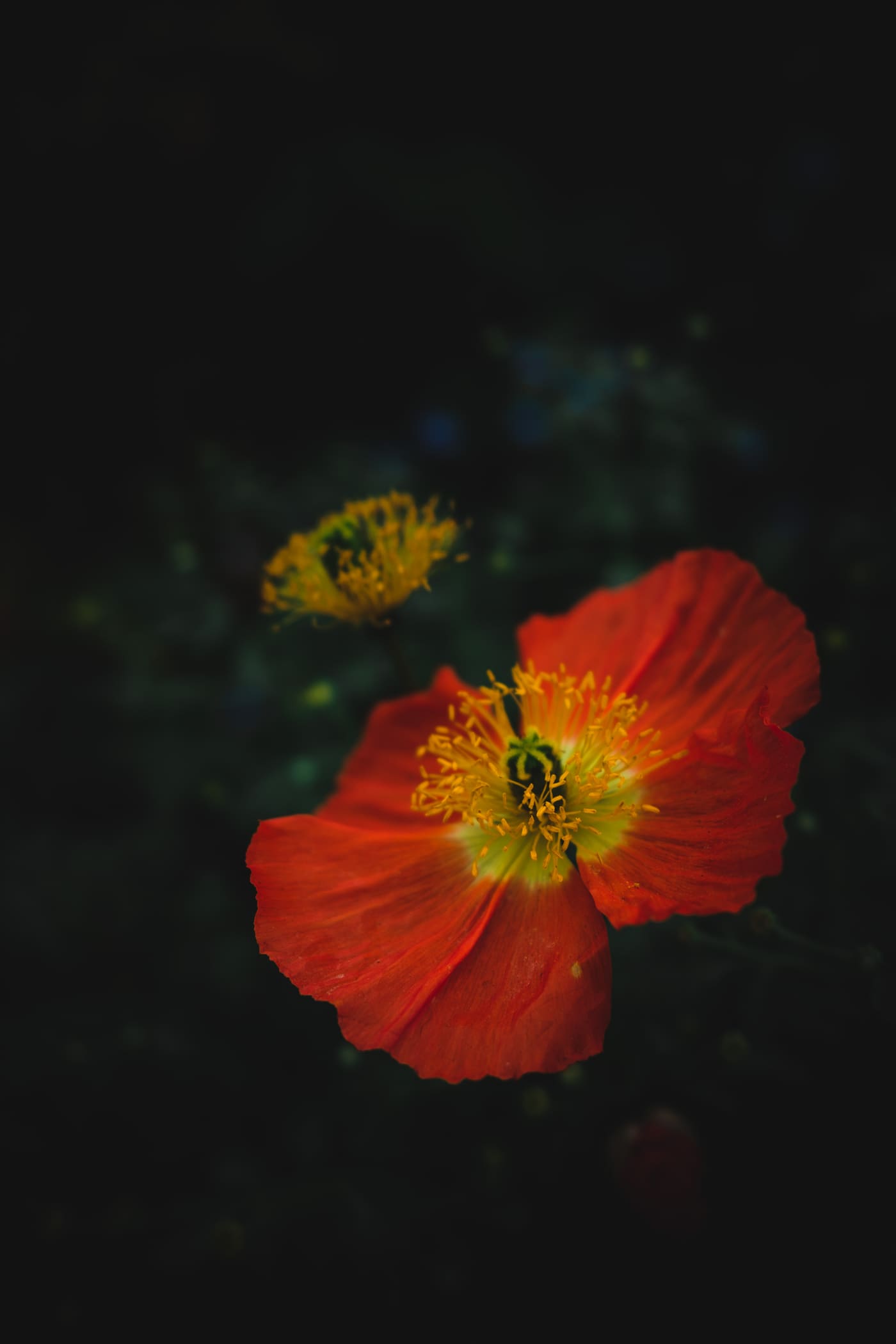 Orange-red poppy with yellow stamens glowing against a near-black background, a blurred yellow bloom behind.