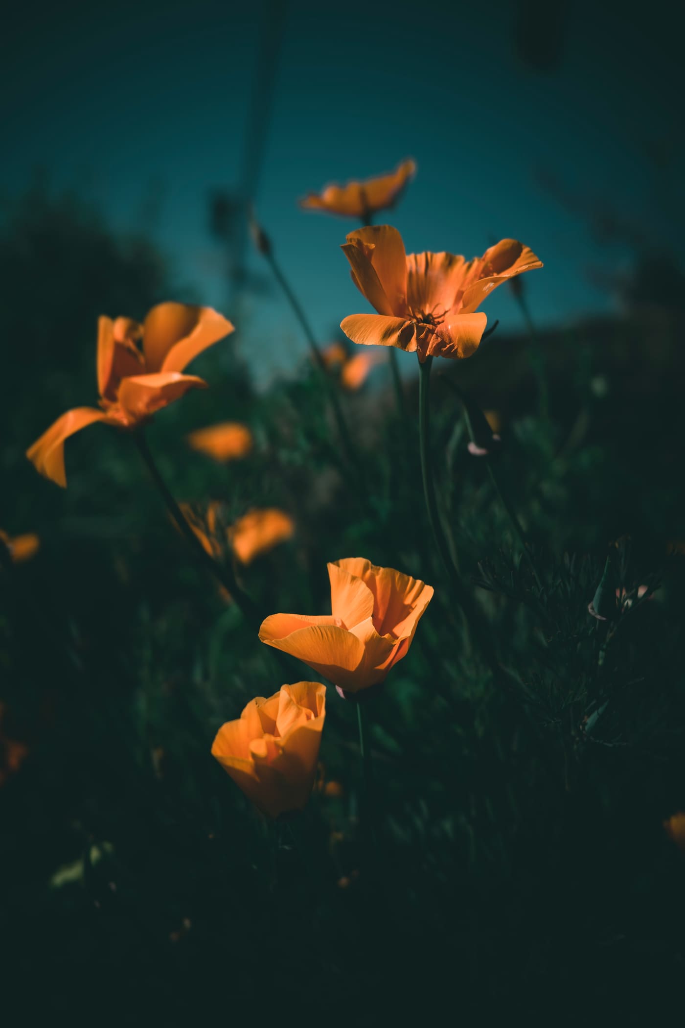 Orange poppies lit by low sun stand against a dark teal sky and shadowed foliage, with blurred blooms behind.