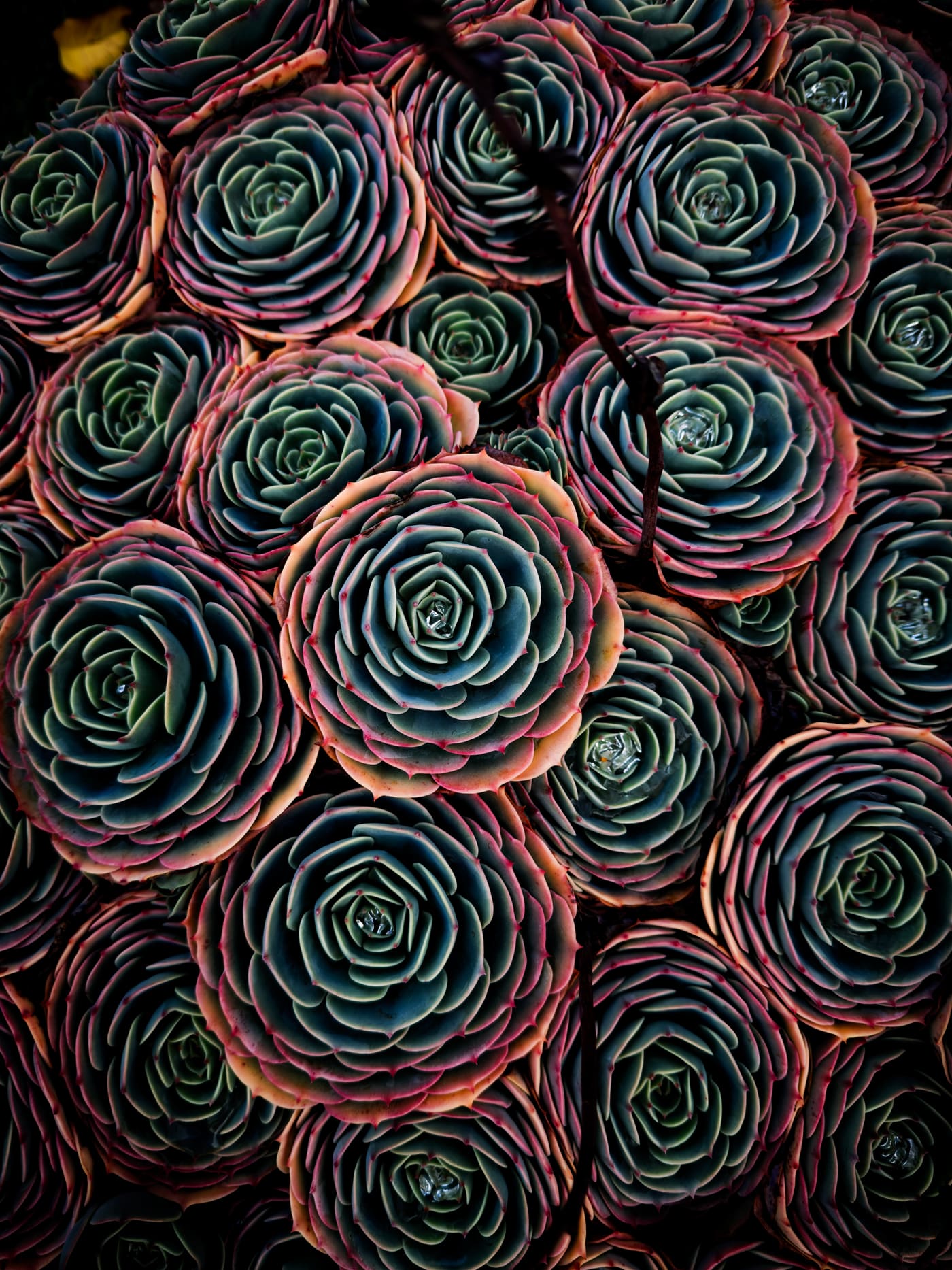 Overhead view of tightly packed rosette succulents with blue-green leaves edged in pink and coral.