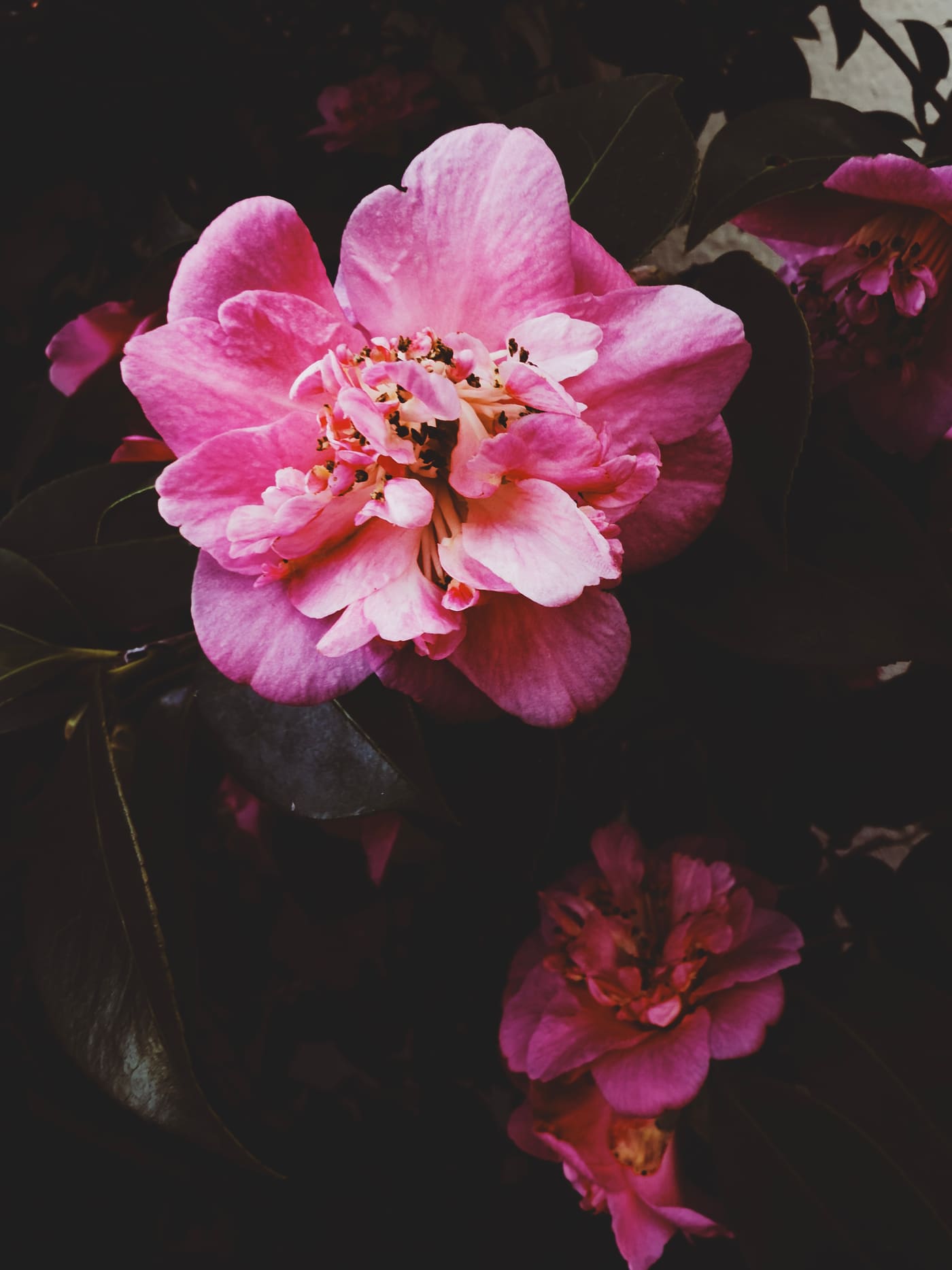 Pink camellia bloom with ruffled petals and dark stamens, glowing against deep shadowed foliage and dim second flower below.
