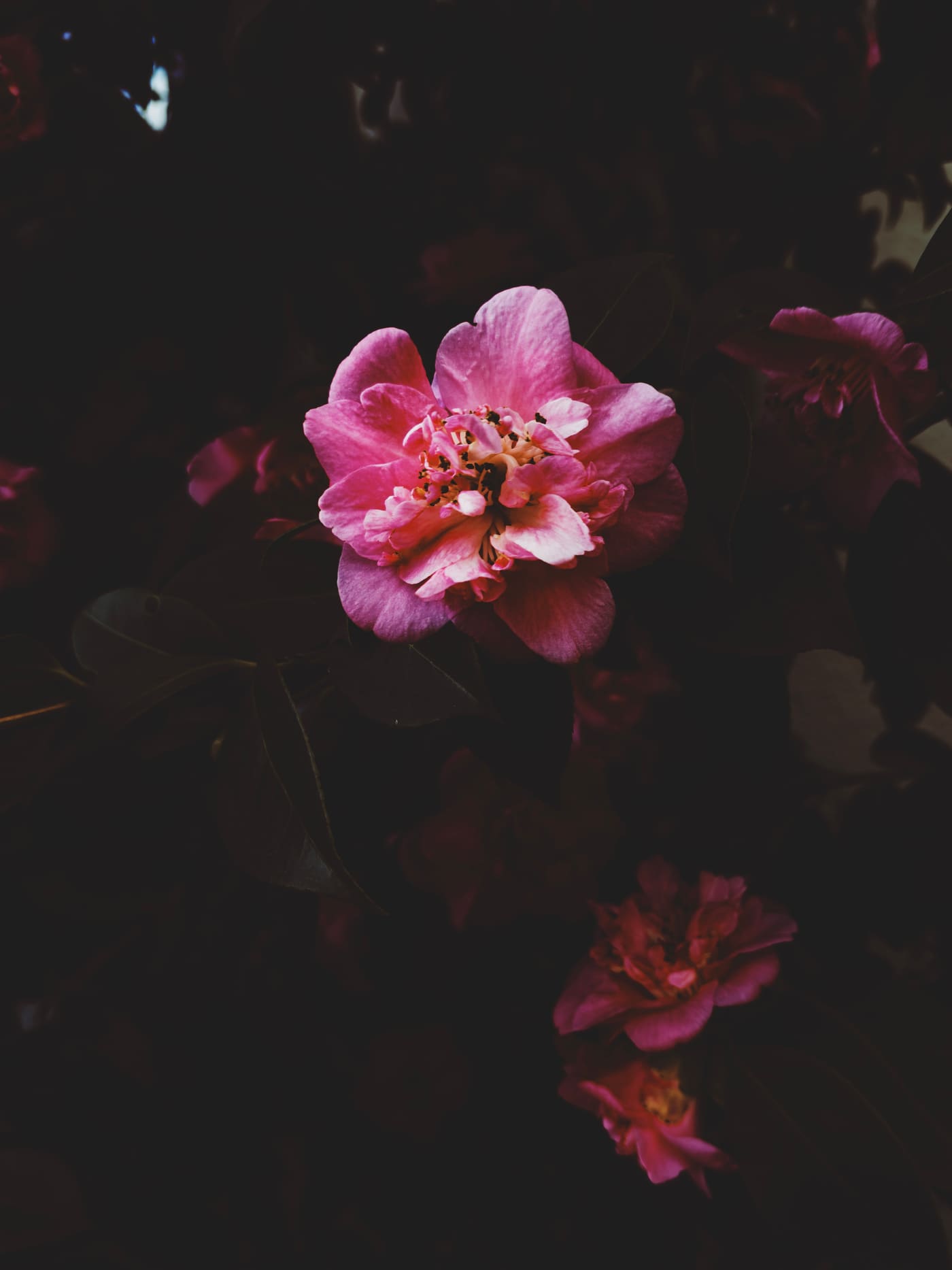 A pink camellia in full bloom lit from above, glowing against deep shadow with dim blossoms behind it.