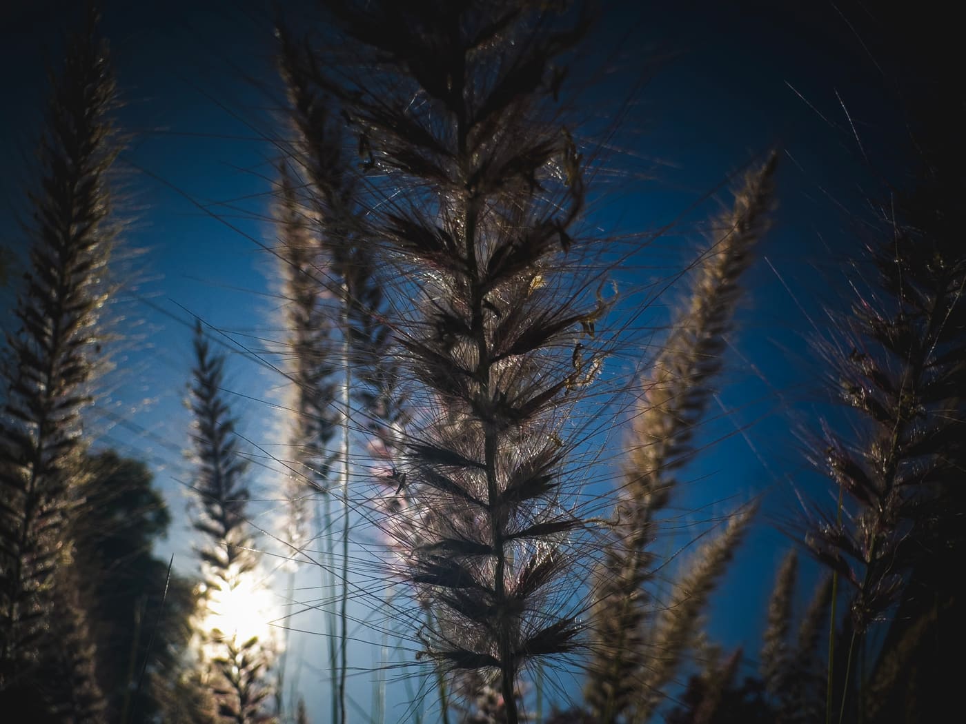Silhouetted feathery grass seed heads against a deep blue sky with low sun glowing through the stems.