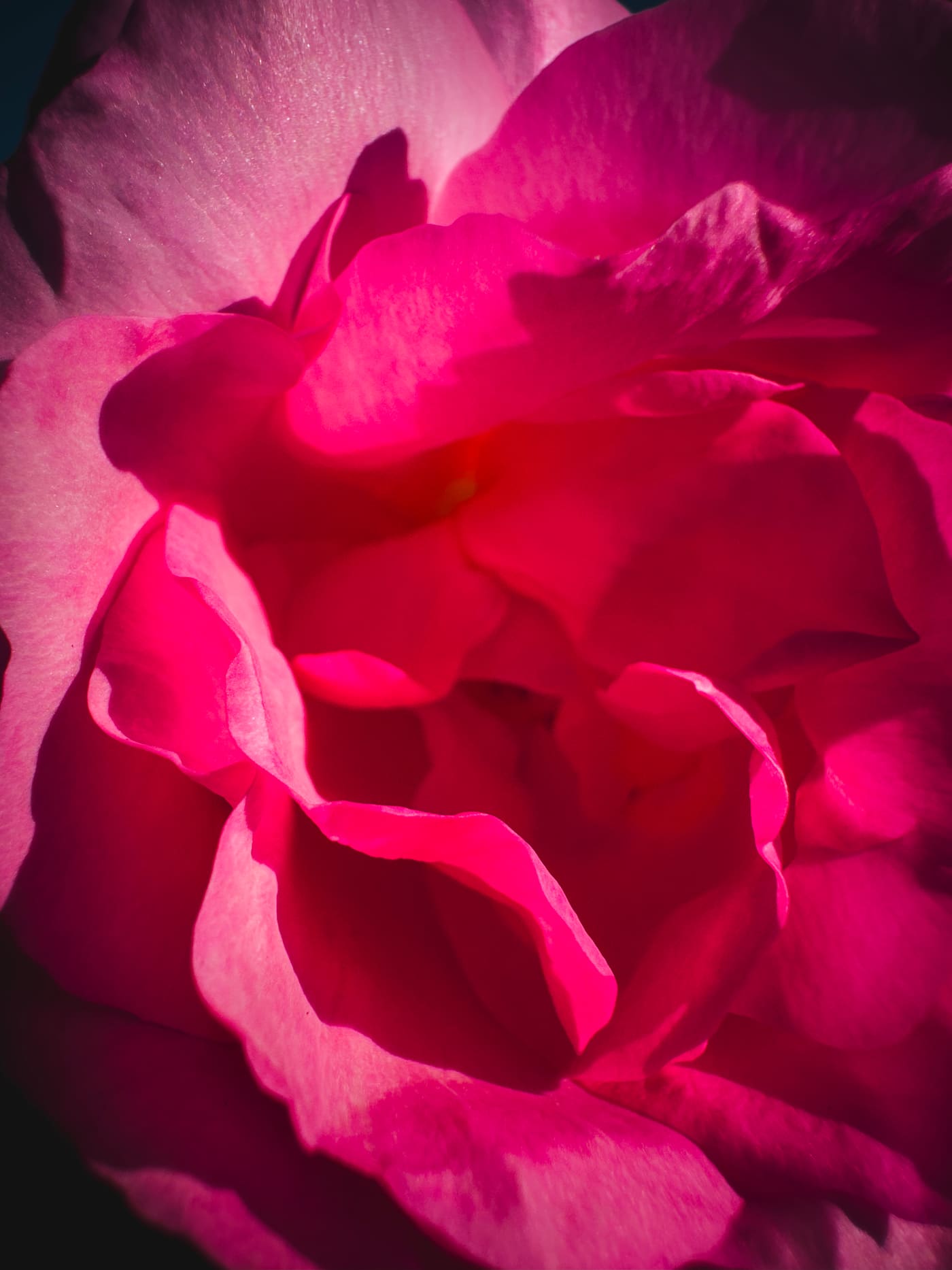 Extreme close-up of a pink rose's layered petals, lit by raking light with deep shadows at the edges.