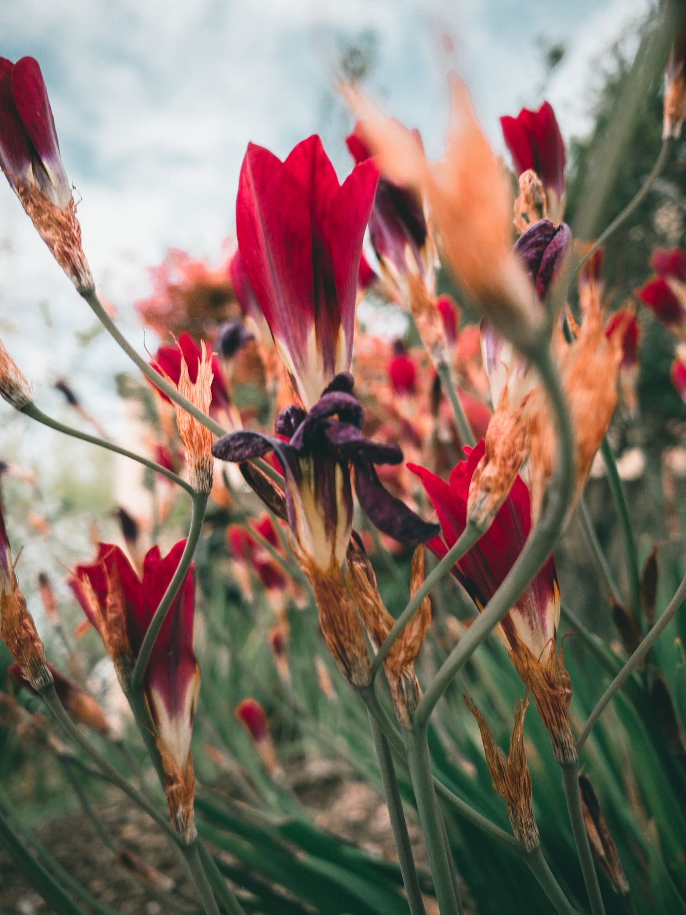 Close-up of deep red trumpet-shaped flowers among dried rust-colored blooms and green stems under a pale sky.
