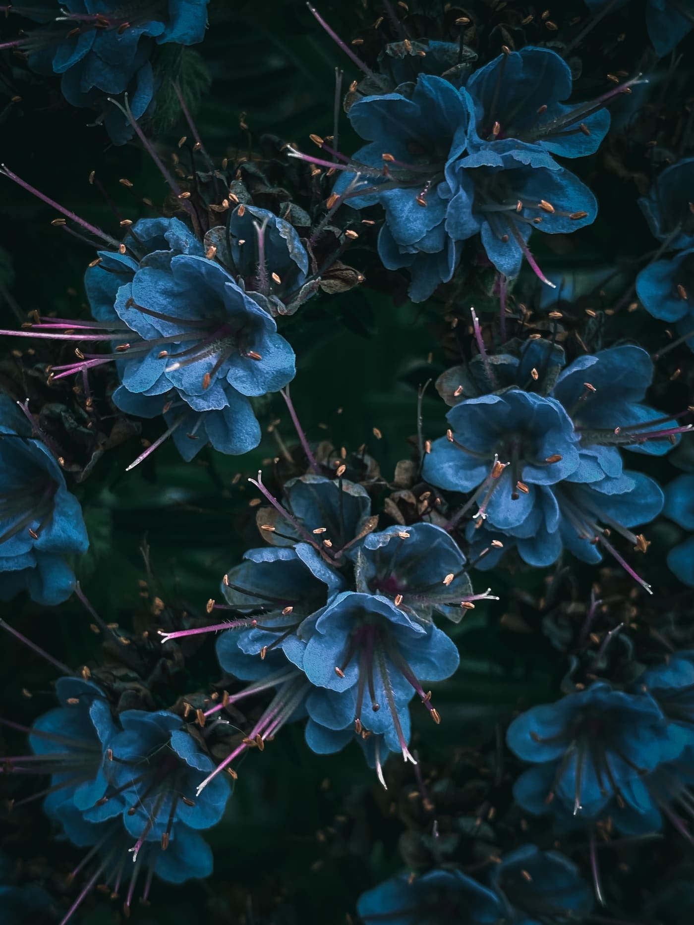 Clusters of blue five-petaled flowers with long pink stamens crowd a dark green tangle of leaves and stems.