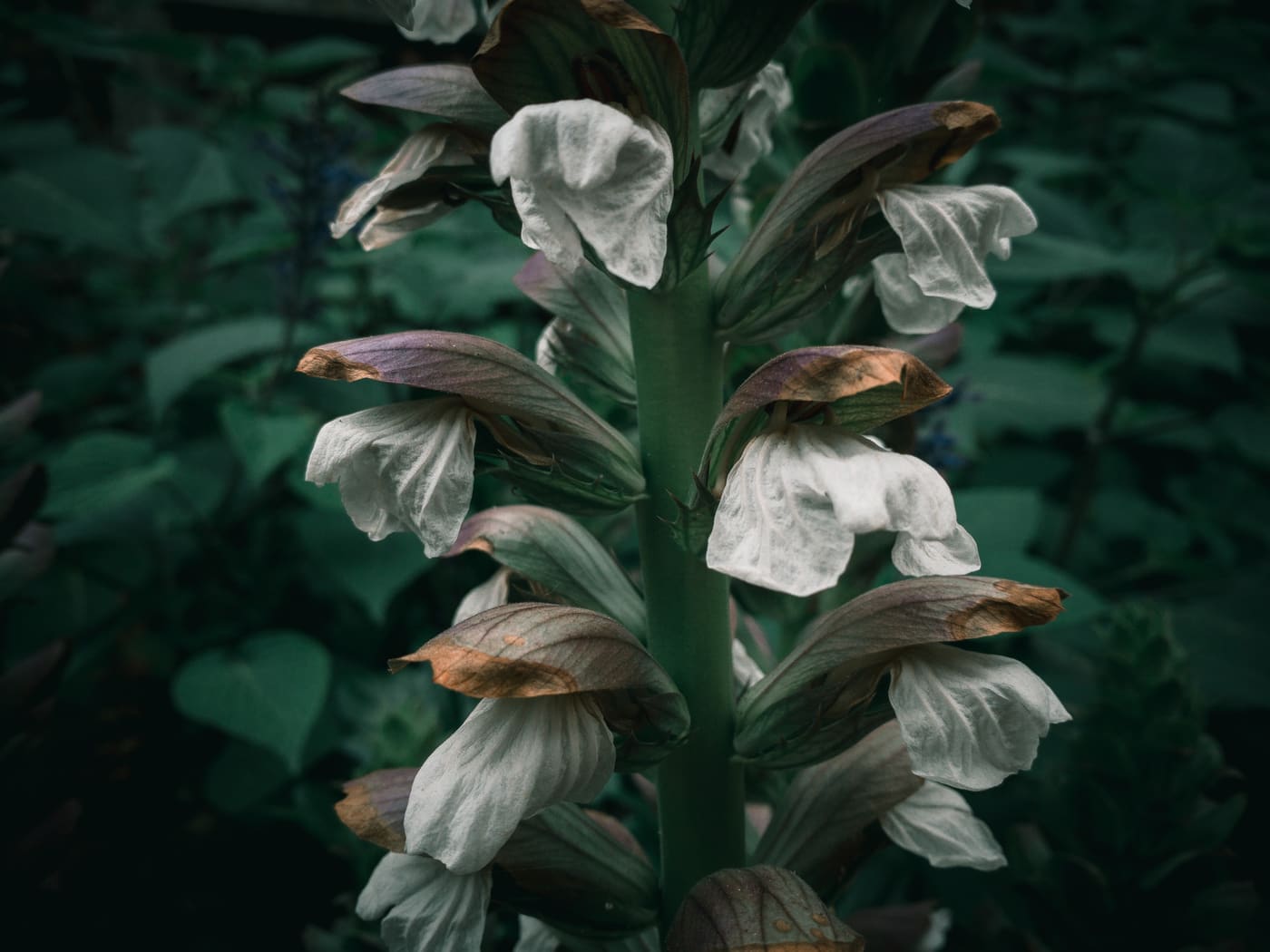 Tall flower spike with white hooded blooms and purple-brown bracts against dark green foliage in low light.