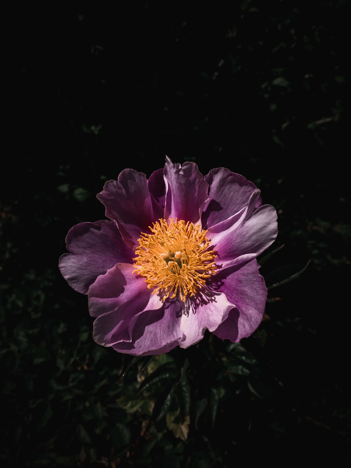 Single purple peony with a dense golden stamen center, lit dramatically against a near-black background.