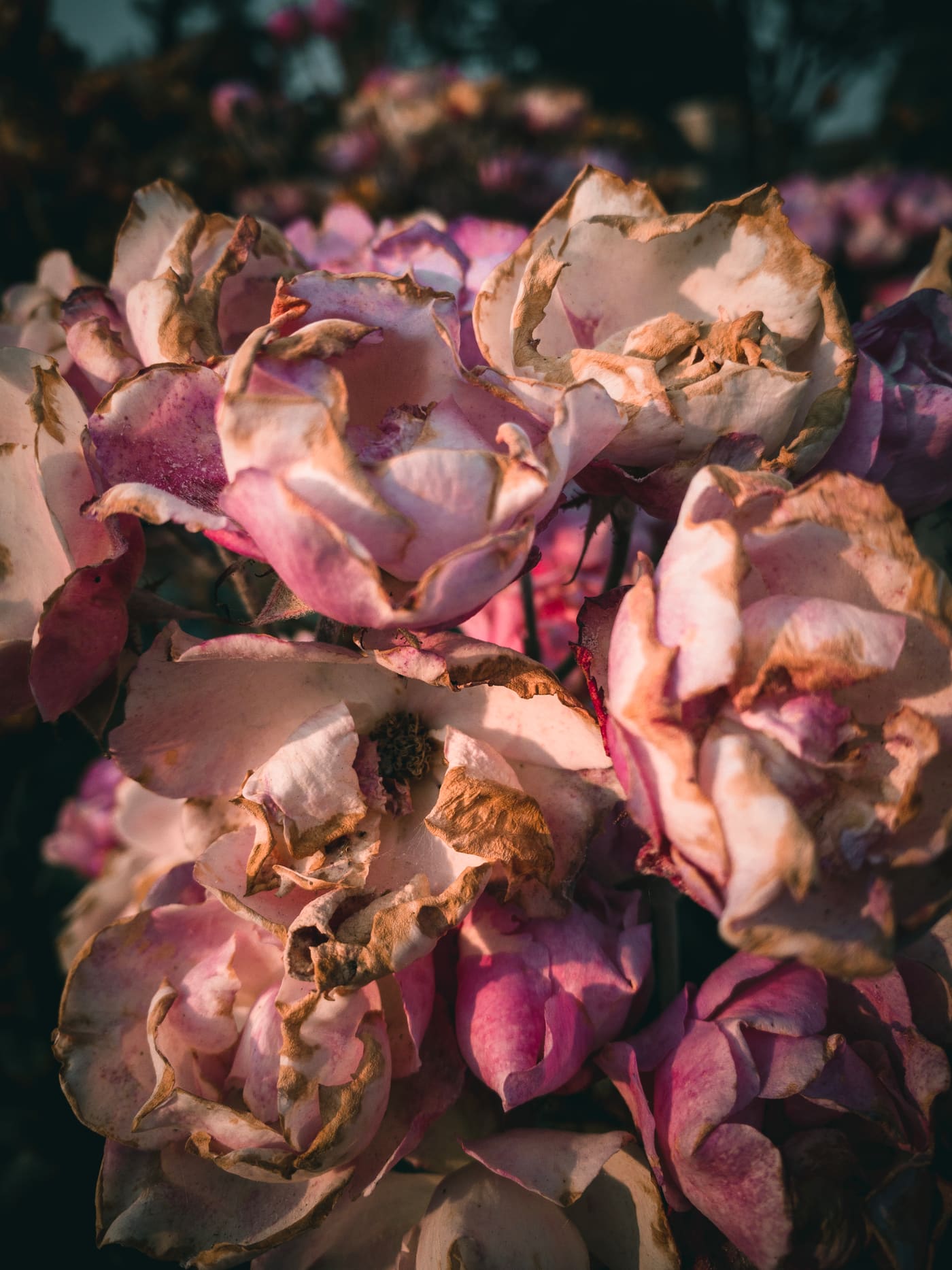 Close-up of blowsy pink and cream roses with browning, curling petal edges in warm low light.