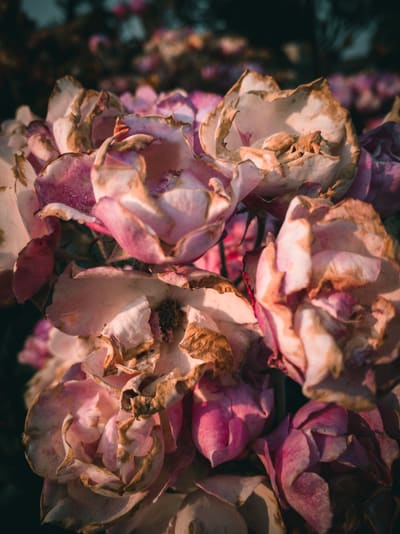 Close-up of blowsy pink and cream roses with browning, curling petal edges in warm low light.