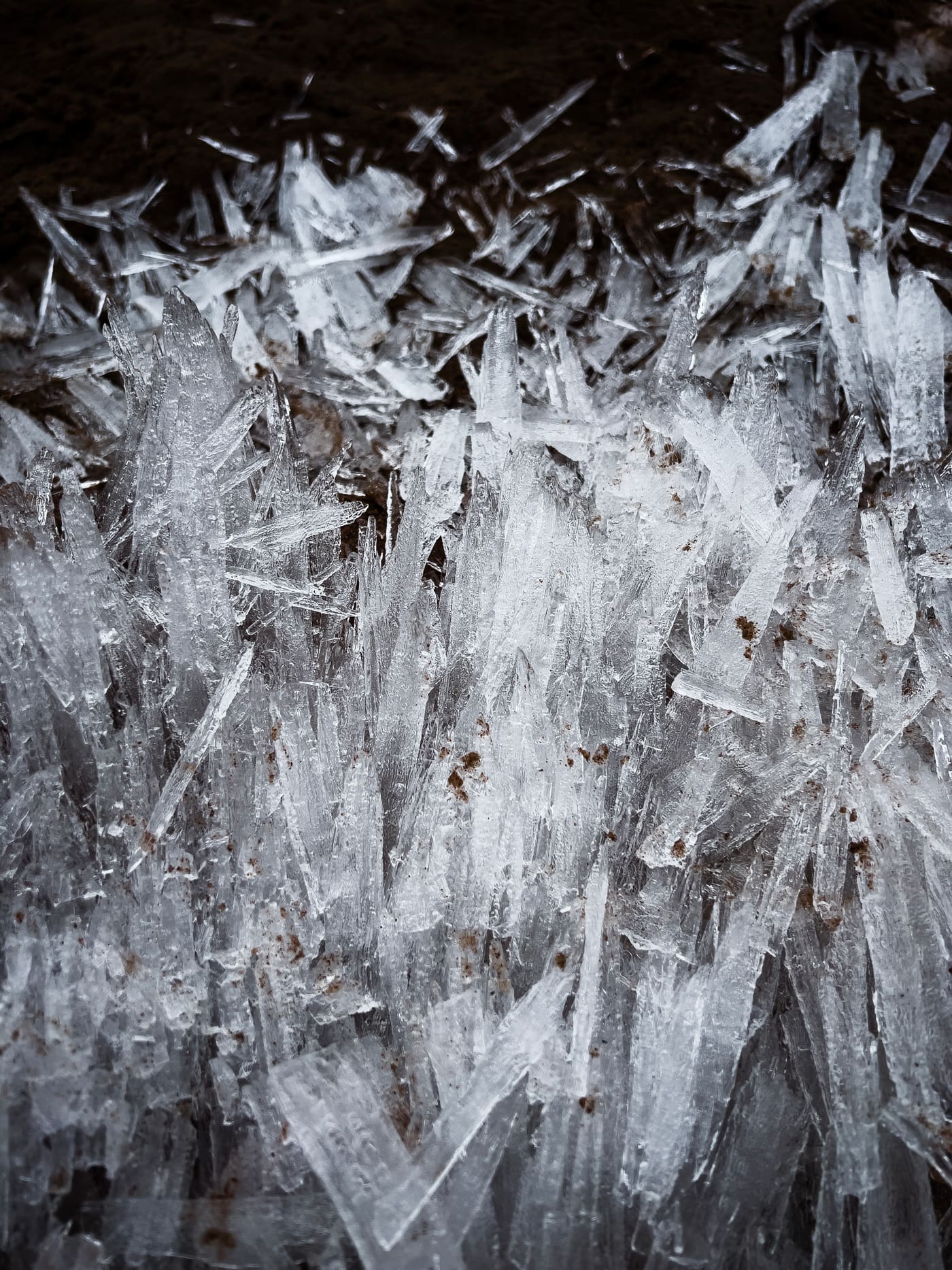 Dense field of upright needle ice crystals rising from dark frozen soil, lit by soft grey daylight.