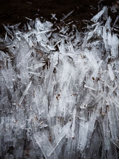 Dense field of upright needle ice crystals rising from dark frozen soil, lit by soft grey daylight.