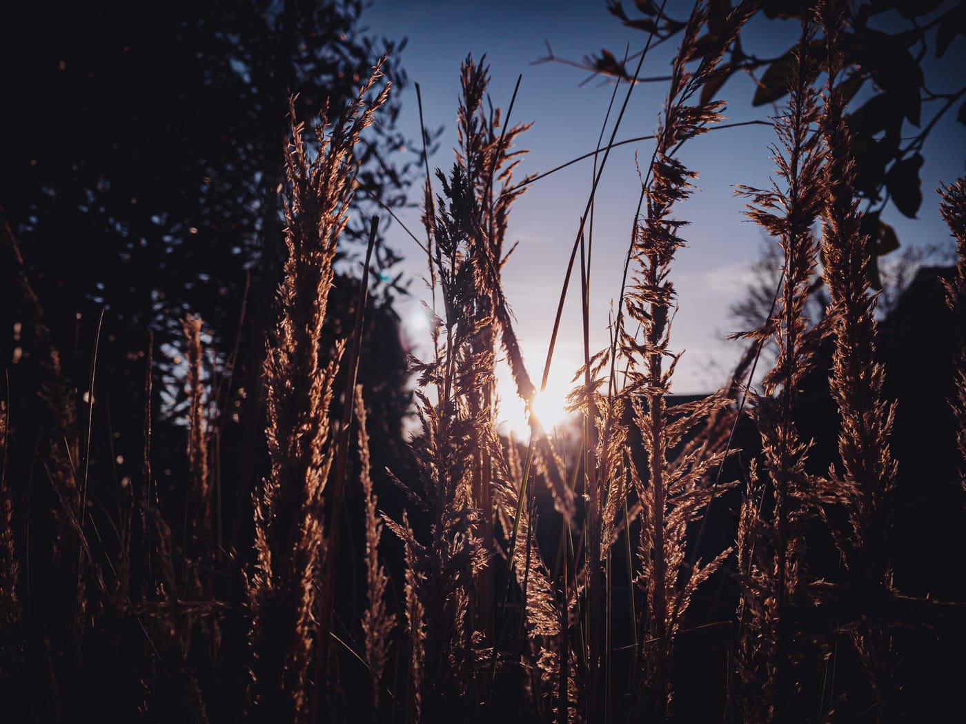 Low sun burns through silhouetted seed heads of tall grasses against a deep blue dusk sky.