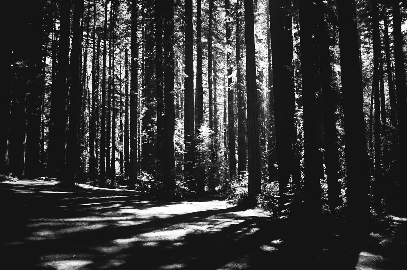 Black and white forest of tall conifer trunks with sunlight striking a bare path and casting long diagonal shadows.