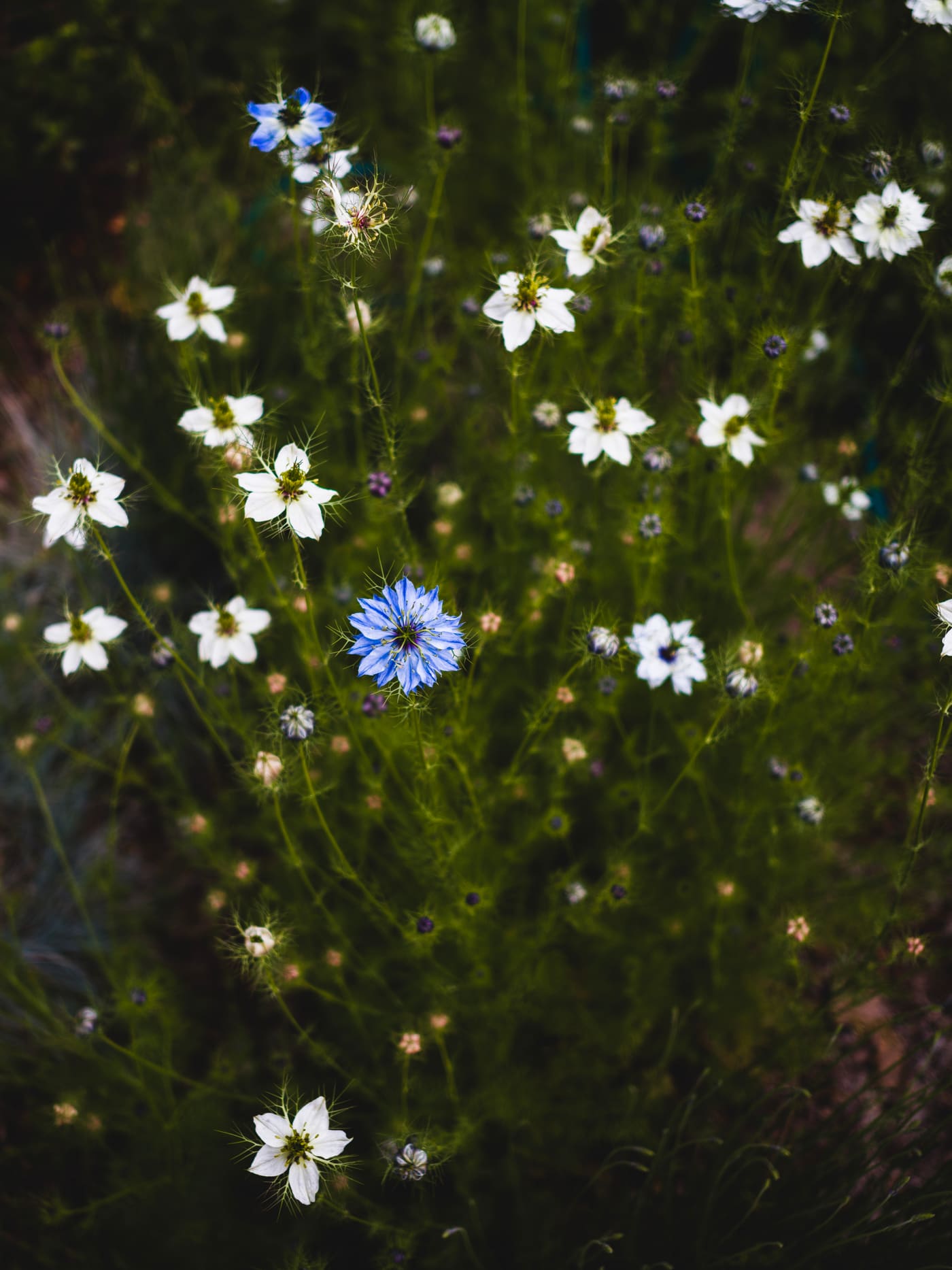 A single blue love-in-a-mist bloom surrounded by scattered white flowers and feathery green foliage.