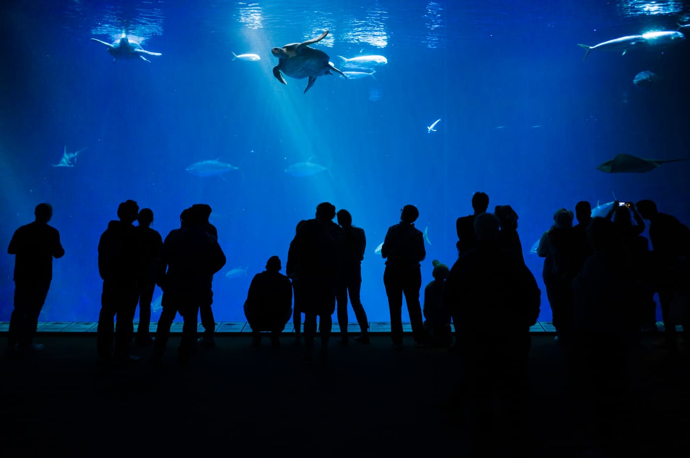 Silhouetted crowd stands before a vast aquarium window where a sea turtle, rays and fish drift in deep blue water.
