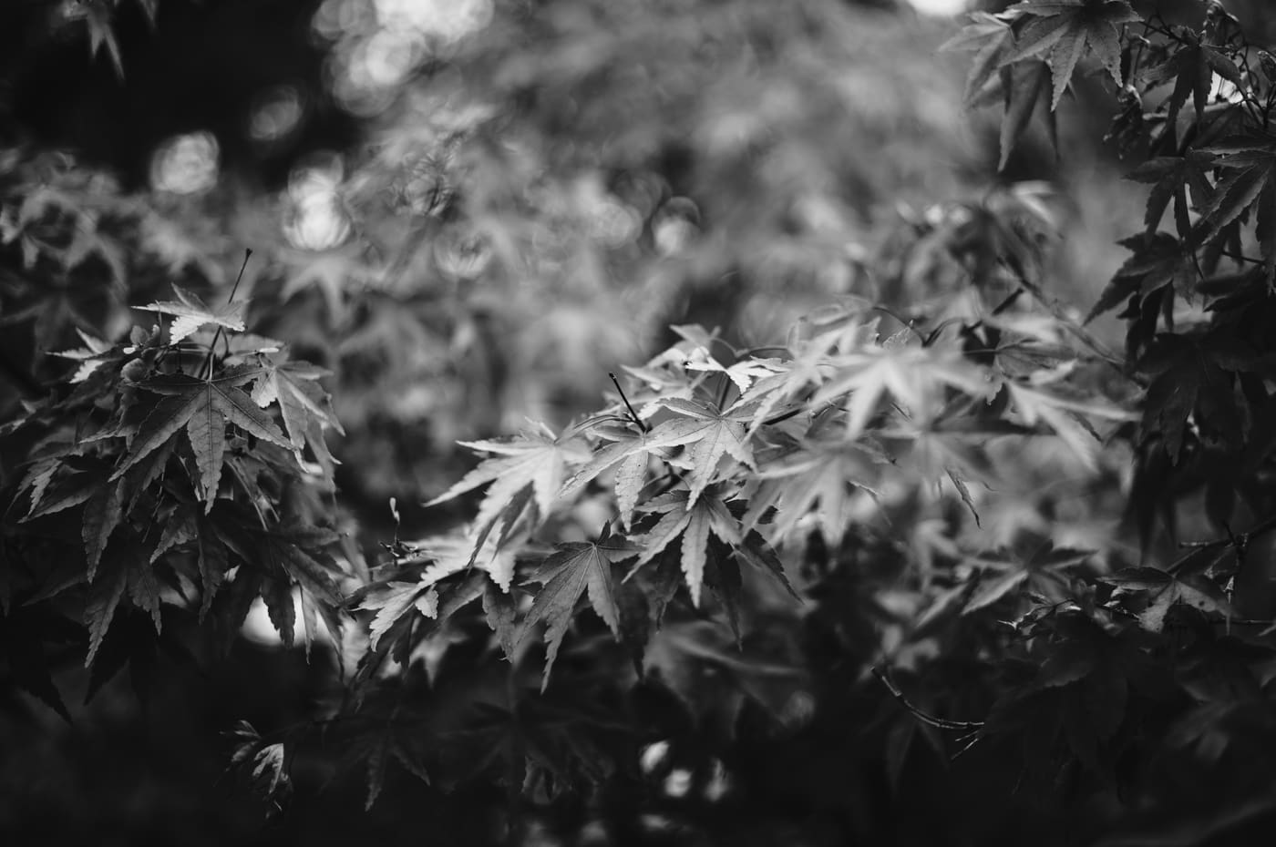 Black and white close-up of layered maple leaves against a blurred canopy with round bokeh highlights behind.