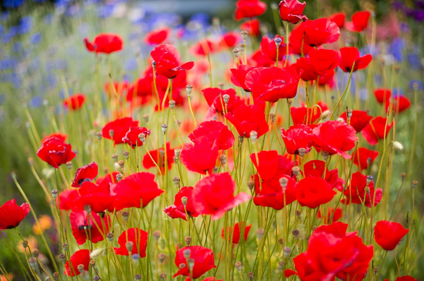 Dense meadow of scarlet poppies on slender green stems with blurred blue cornflowers behind in bright summer light.