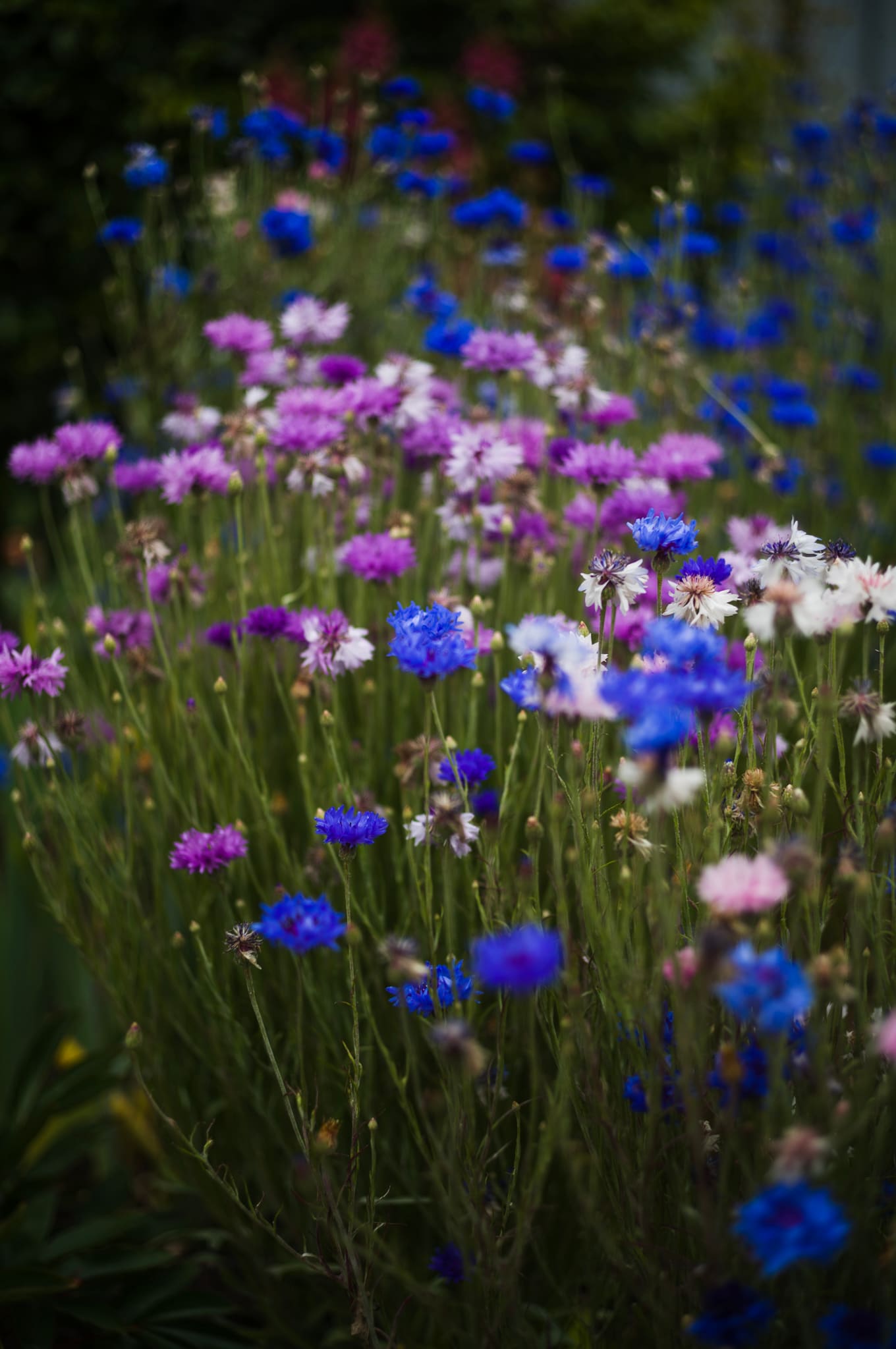 Dense stand of blue, pink and white cornflowers on wiry green stems, with a soft-focus meadow behind.