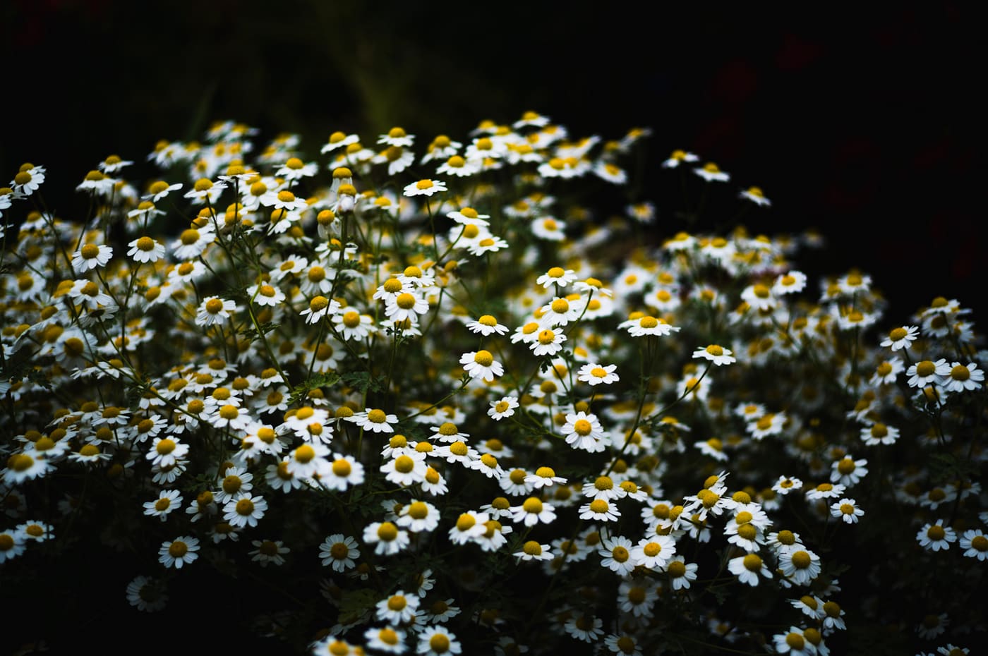 A dense mass of small white daisy-like flowers with yellow centers glowing against a black background.