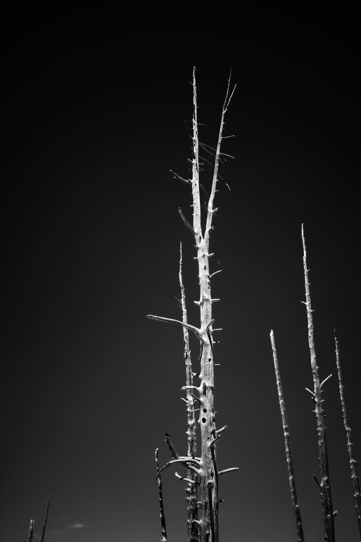 Bleached dead tree trunks with broken branches lit brightly against a near-black sky in high-contrast black and white.