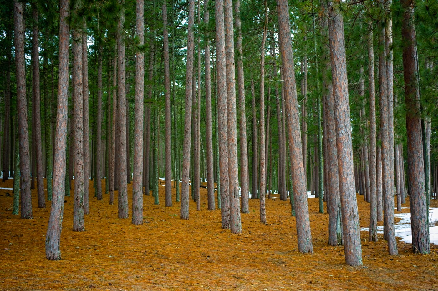 Dense stand of tall pine trunks rising from a rust-orange needle floor with patches of snow at the edges.