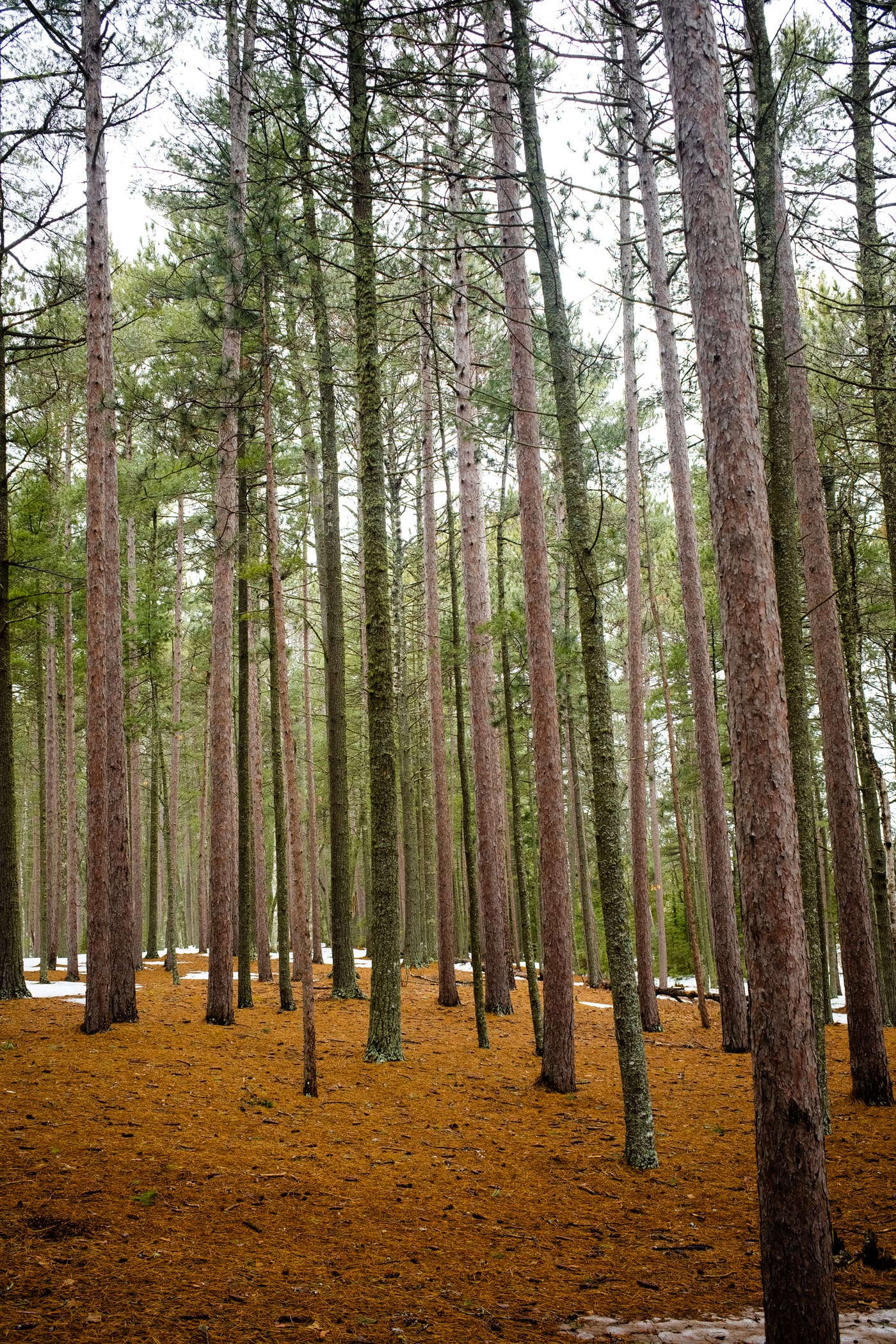 Dense stand of tall straight pine trunks over a rust-orange needle floor with patches of snow behind.