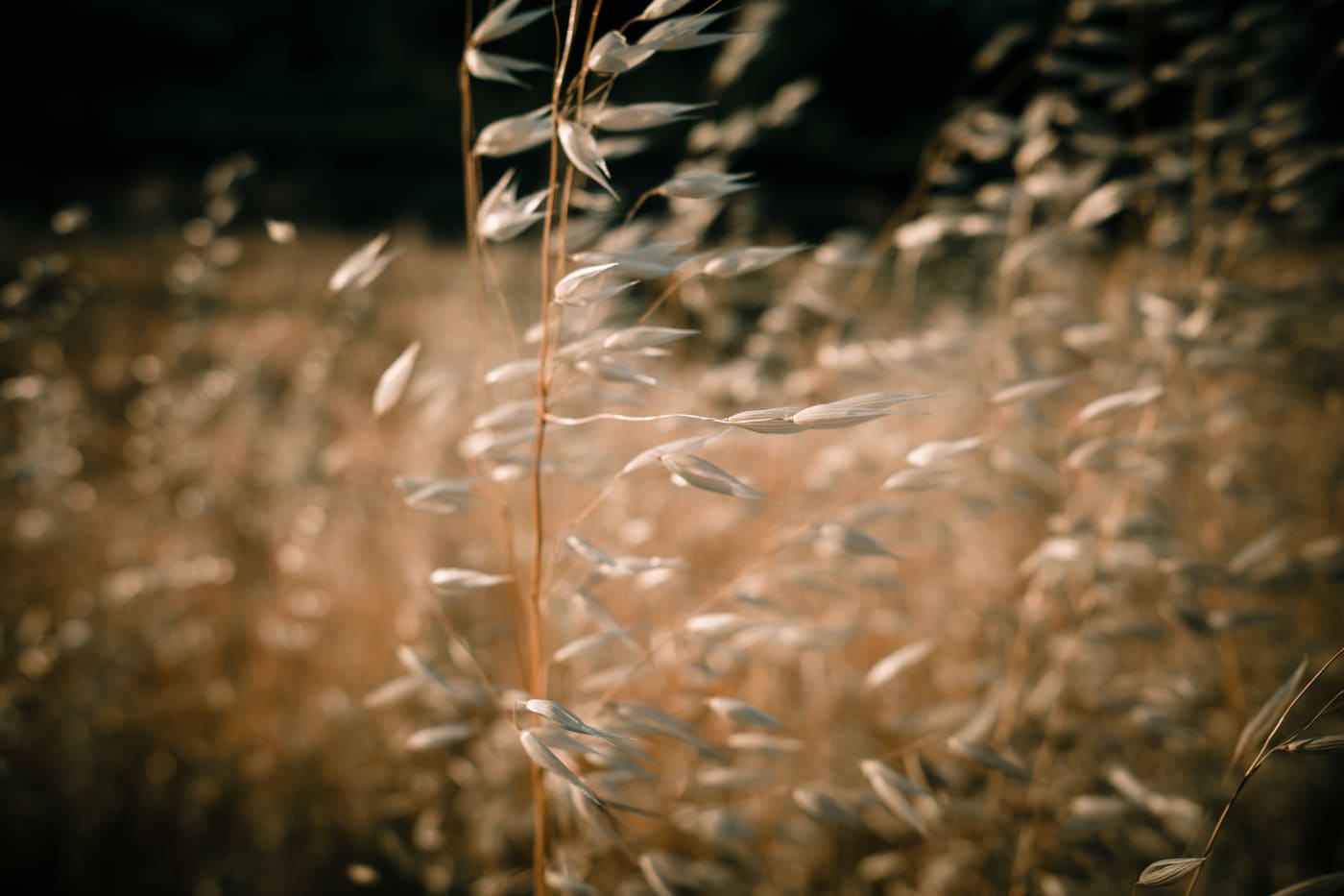 Backlit wild grass seed heads on slender stems against a soft blurred field in warm amber light.