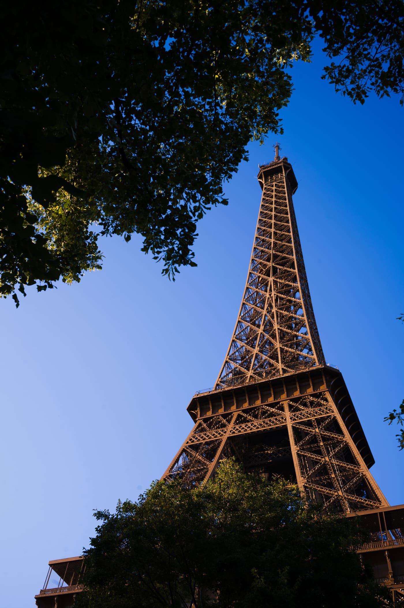 Upward view of the Eiffel Tower's iron lattice glowing warm against a deep blue sky, framed by dark leaves.