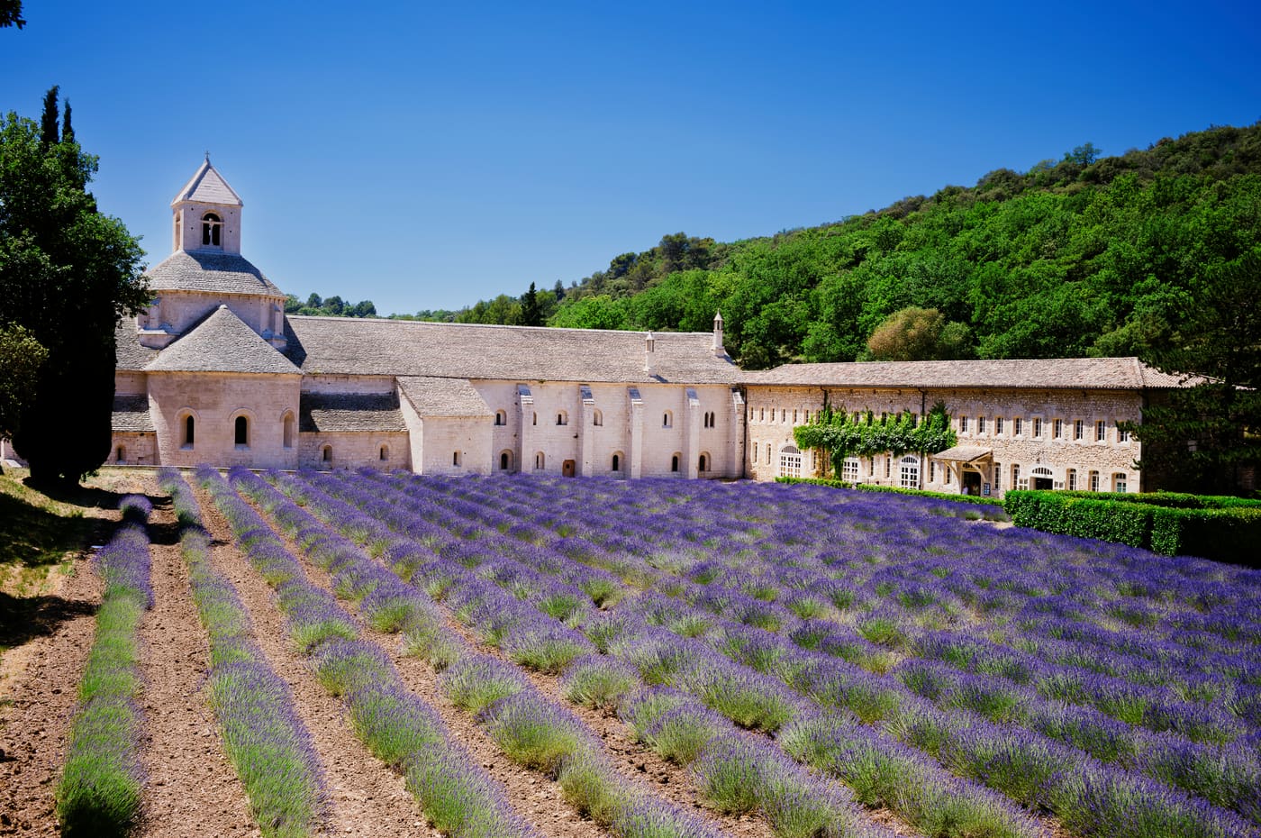 Rows of blooming lavender lead toward a pale stone abbey with bell tower under a deep blue sky.