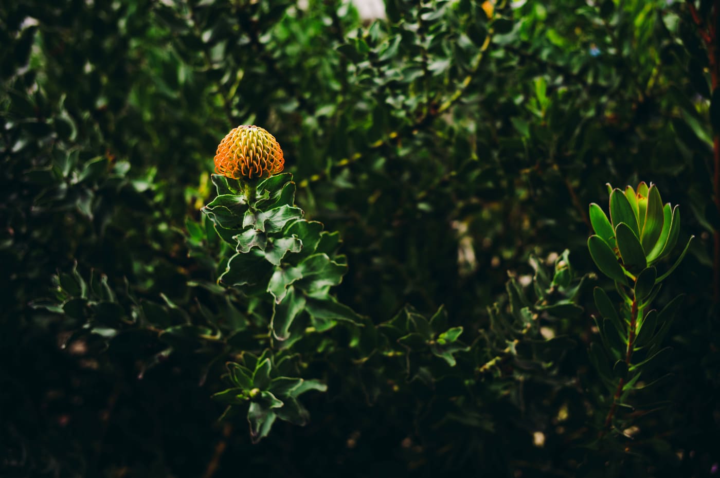 A solitary orange-yellow protea bud lit by sunlight above dark green foliage in a shadowed garden thicket.