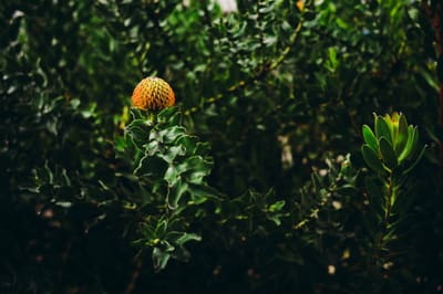 A solitary orange-yellow protea bud lit by sunlight above dark green foliage in a shadowed garden thicket.