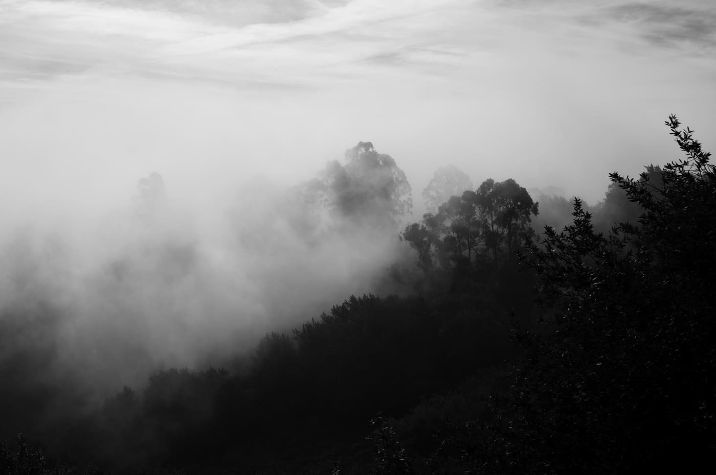 Fog rolling over a dark forested ridge, with silhouetted treetops emerging from mist under a pale sky, in black and white.