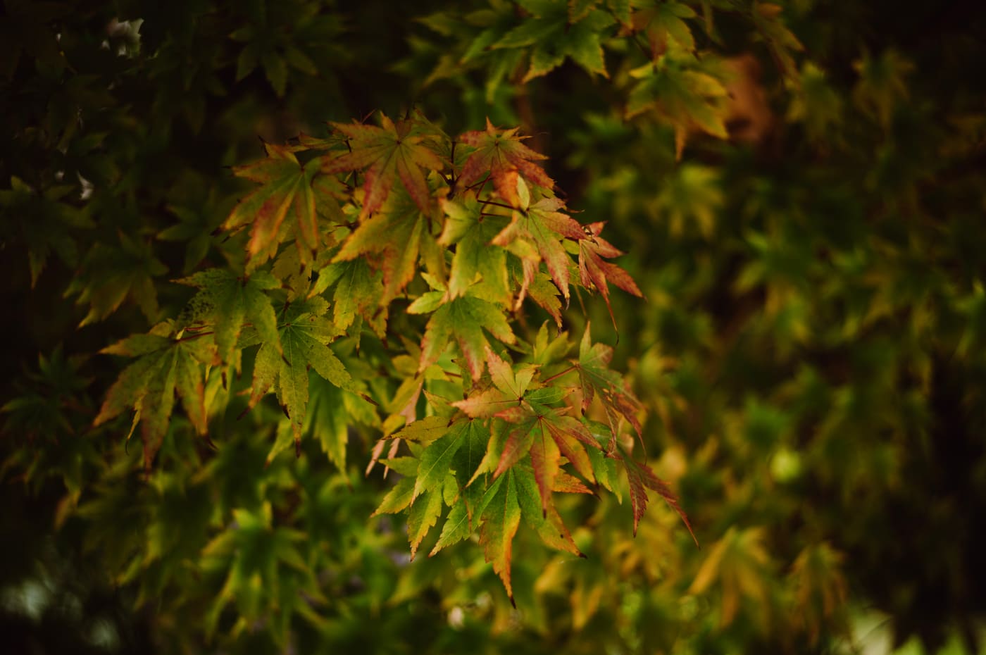 Cluster of green and rust-red maple leaves lit softly against a dark, blurred background of foliage.