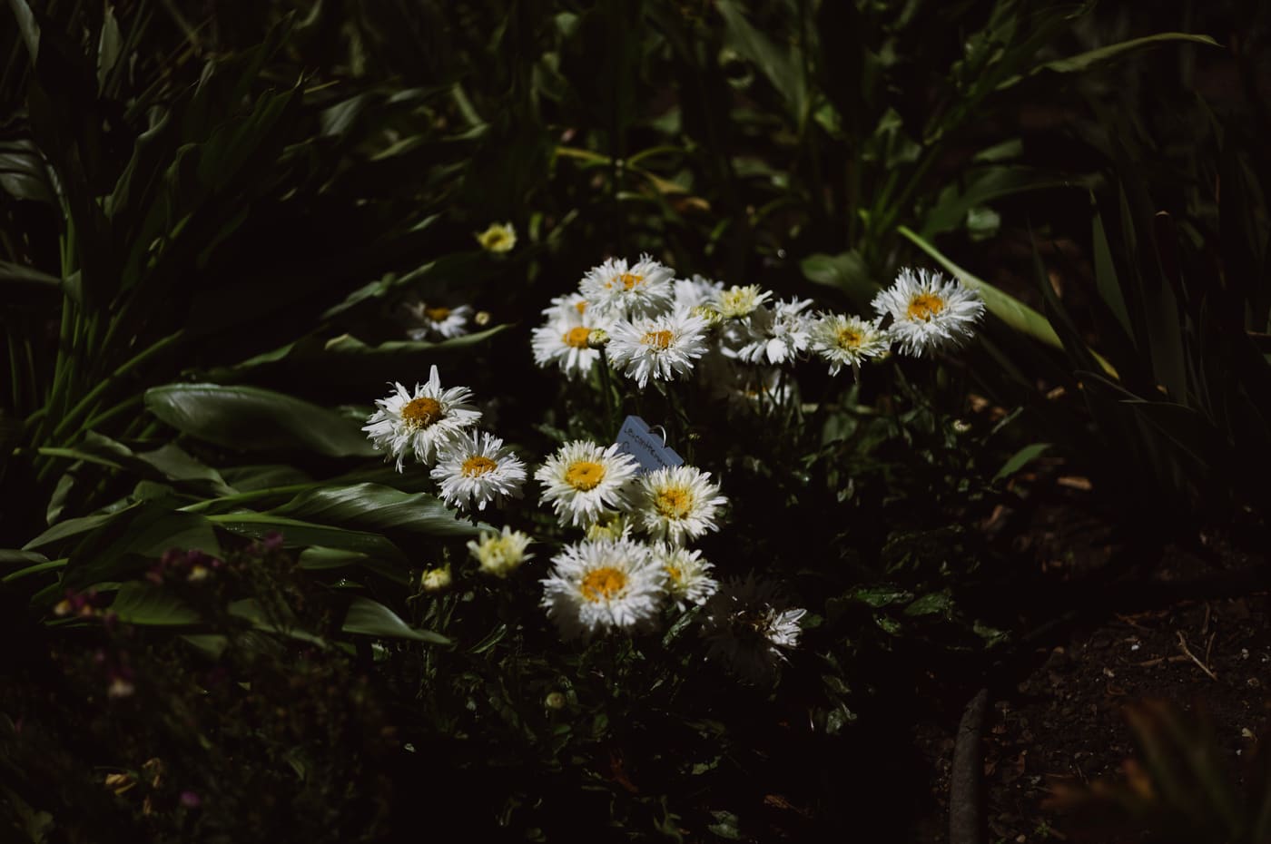 Cluster of white daisies with yellow centres lit in a shaft of sun against dark garden foliage.