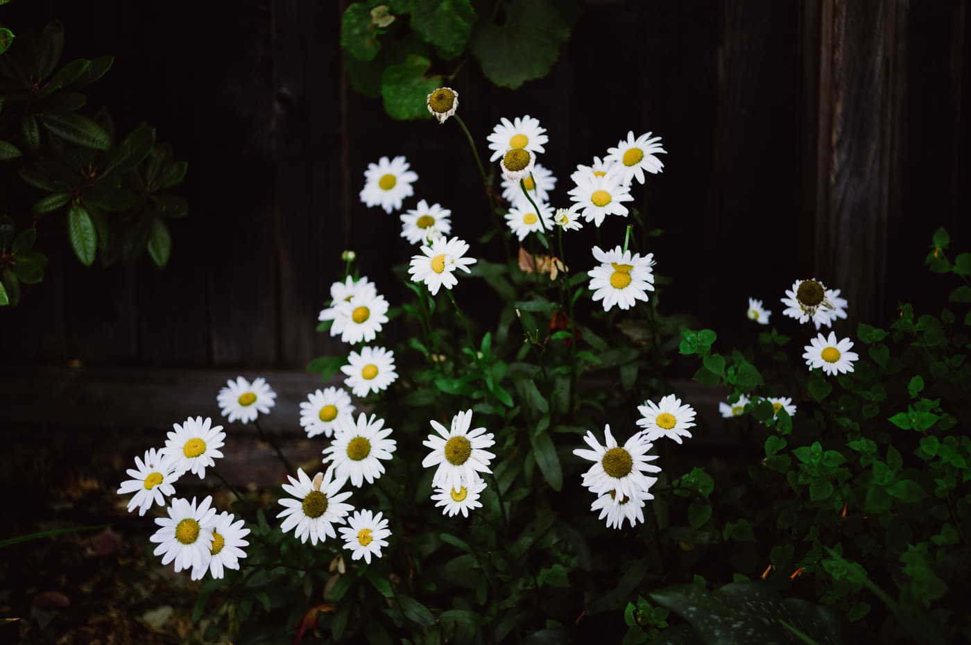Cluster of white daisies with yellow centers glowing against deep shadow and dark green foliage in a garden.