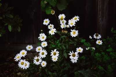 Cluster of white daisies with yellow centers glowing against deep shadow and dark green foliage in a garden.