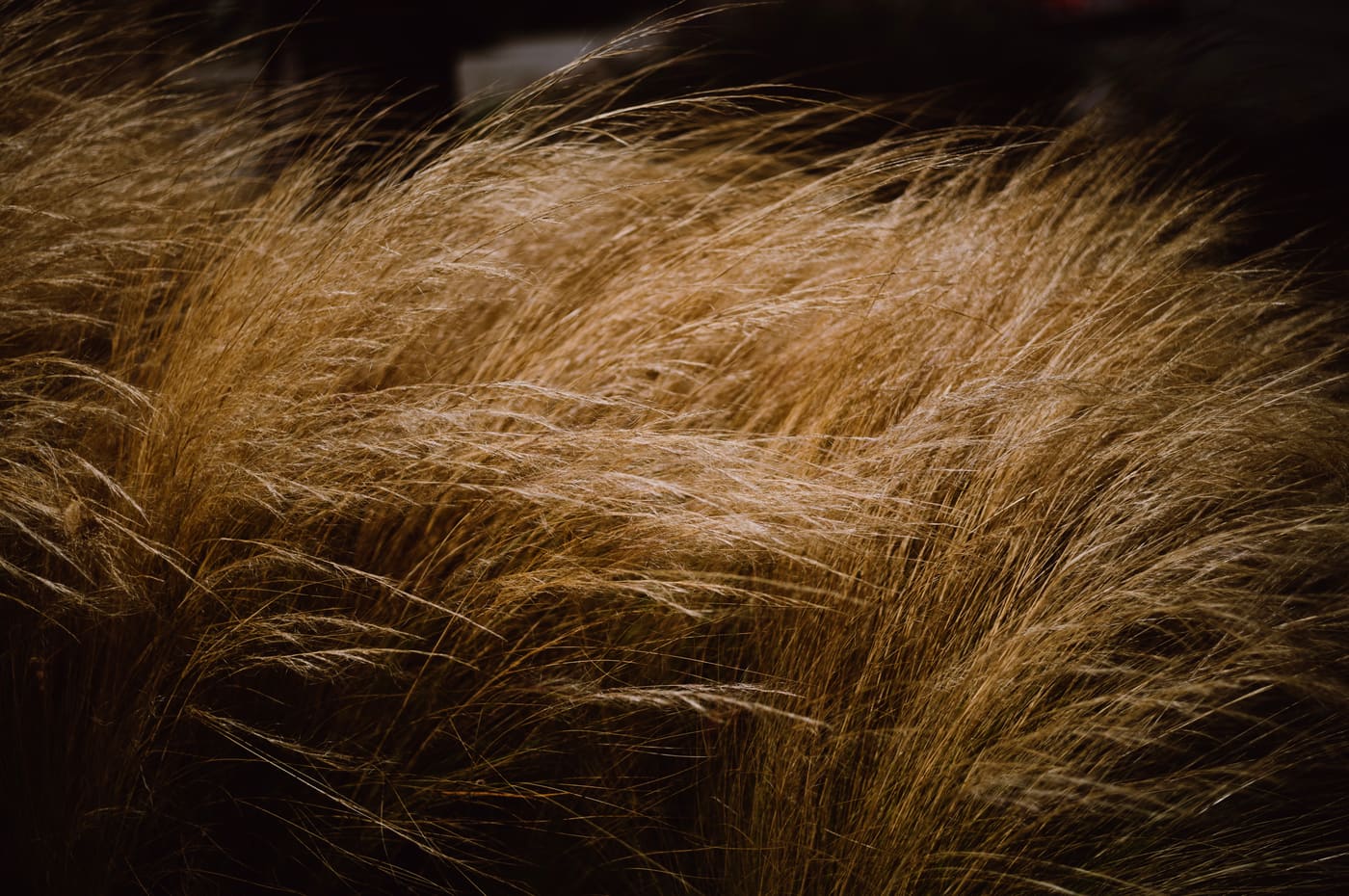Dense field of golden dry ornamental grasses bending in the wind, lit warmly against deep shadow.