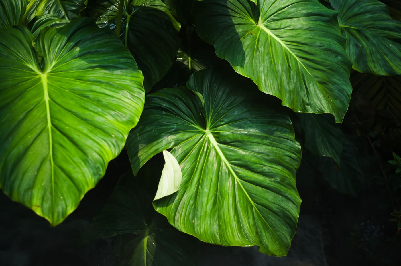 Overlapping heart-shaped tropical leaves with deep veining, lit in bright green against dark shadow.