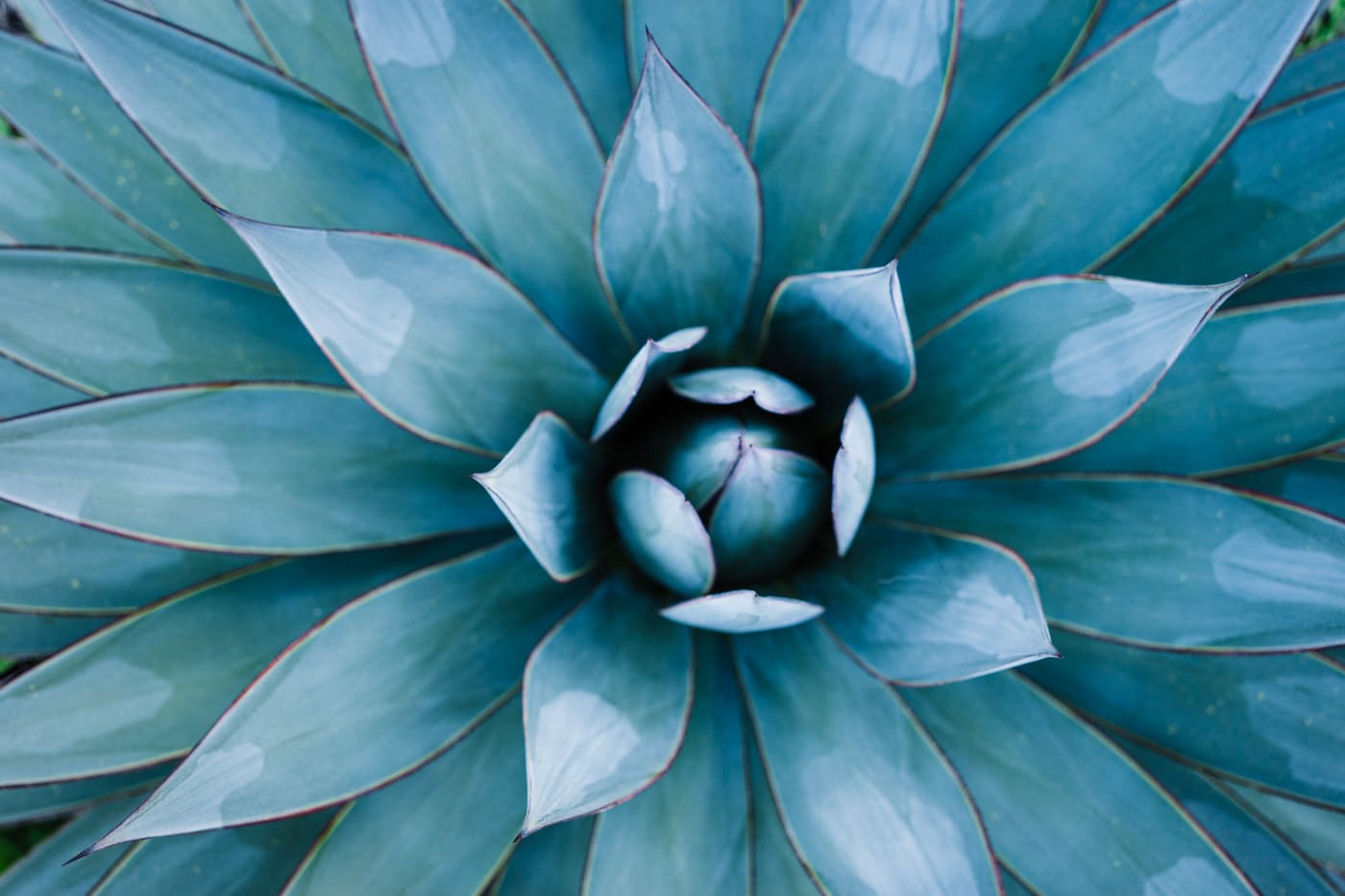 Overhead close-up of a blue-green agave rosette, its pointed leaves spiralling out from a tight centre.