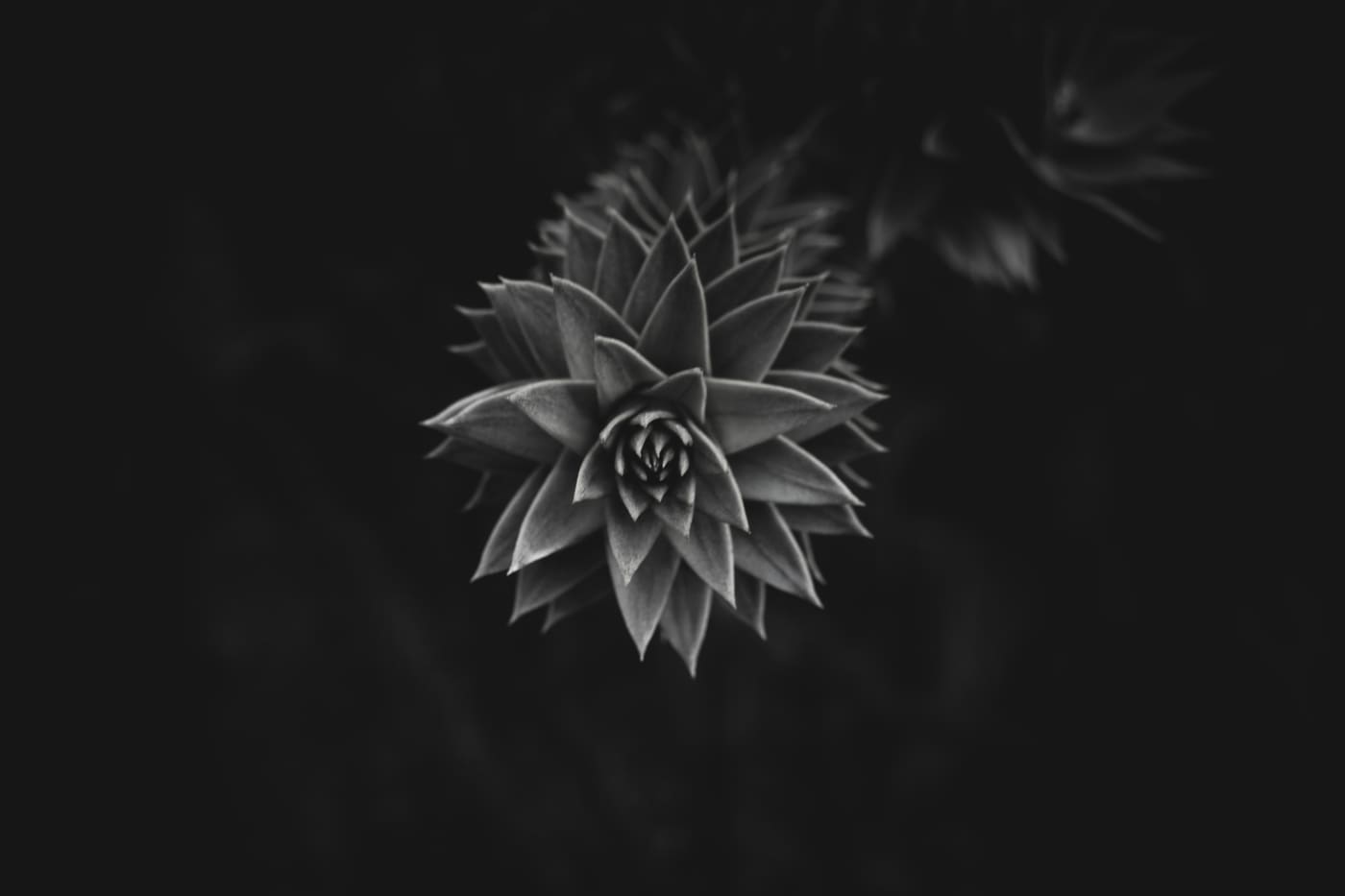 Black and white close-up of a spiralling succulent rosette emerging from deep shadow, its pointed leaves lit from above