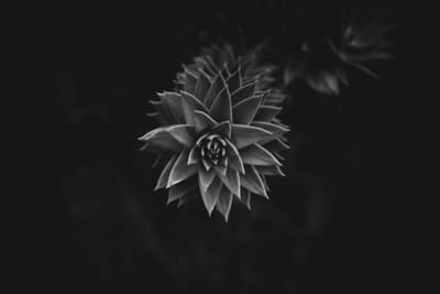 Black and white close-up of a spiralling succulent rosette emerging from deep shadow, its pointed leaves lit from above