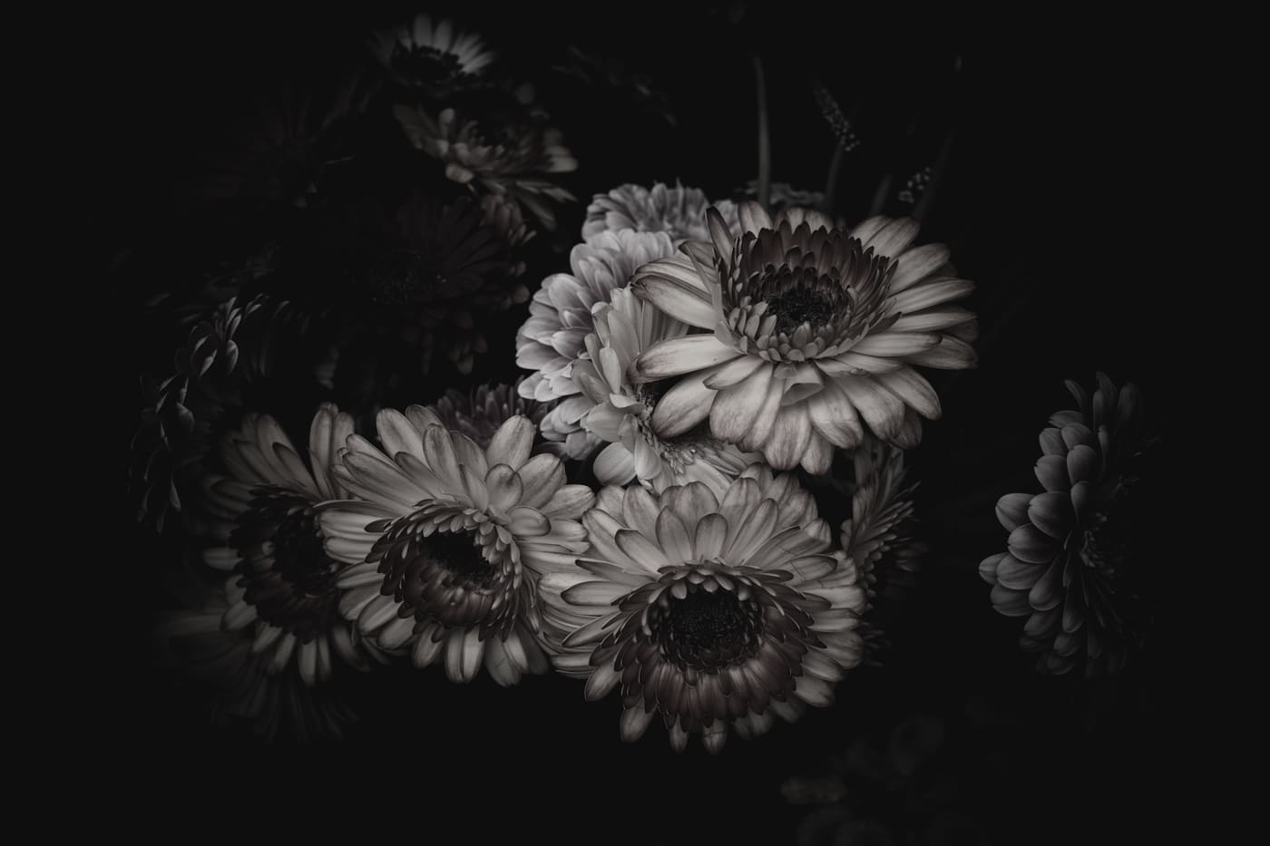 Cluster of pale gerbera daisies emerging from deep black shadow, lit softly from above in monochrome.