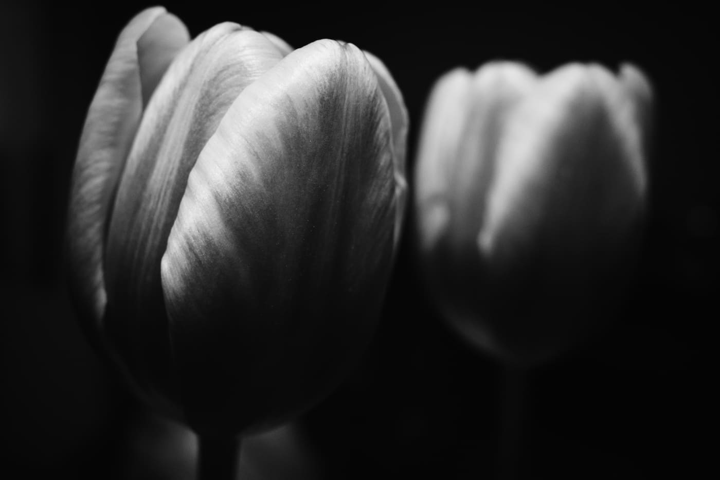 Close-up of two closed tulip blooms in black and white, one sharp and one blurred, against a dark background.