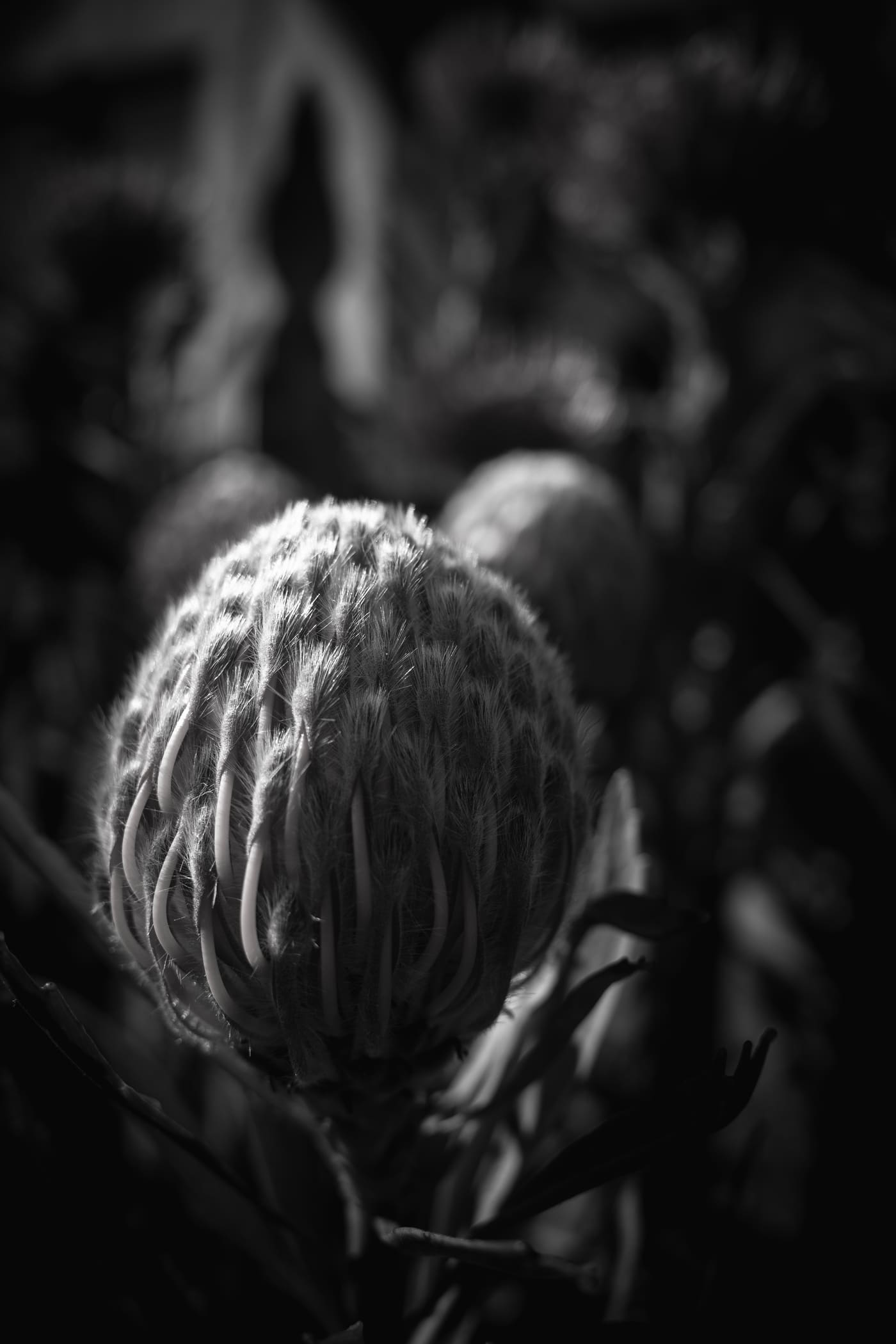 Black and white close-up of a bristled protea-like flower bud with curling filaments, lit from the left against darkness