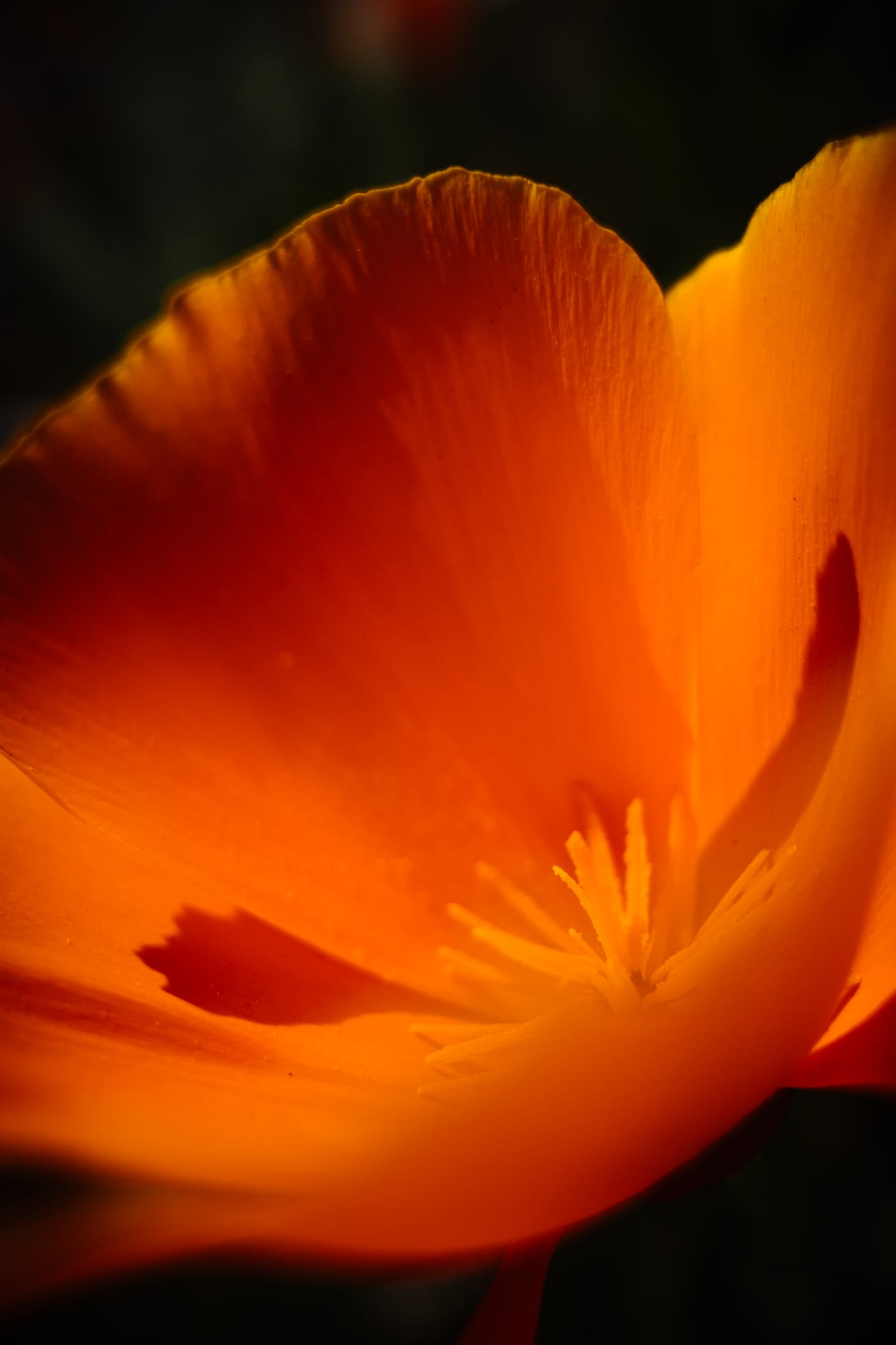 Extreme close-up of a backlit orange poppy, its cupped petals glowing against a dark background with yellow stamens at center