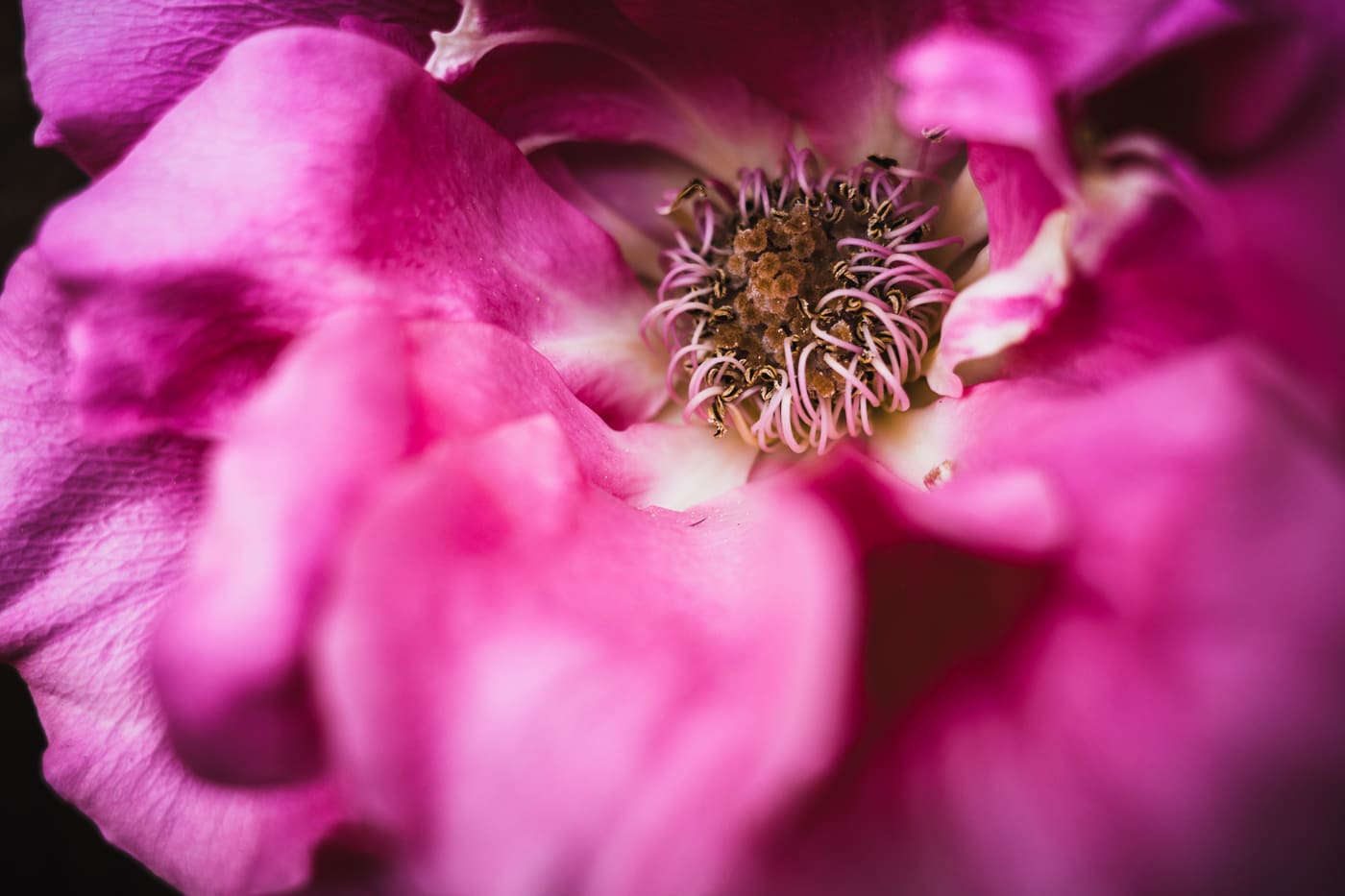 Extreme close-up of a pink rose's golden stamens and pale filaments framed by soft, blurred magenta petals.