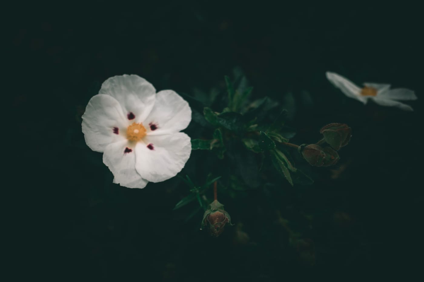 A white five-petalled flower with a yellow center and dark spots glows against deep green shadowed foliage.